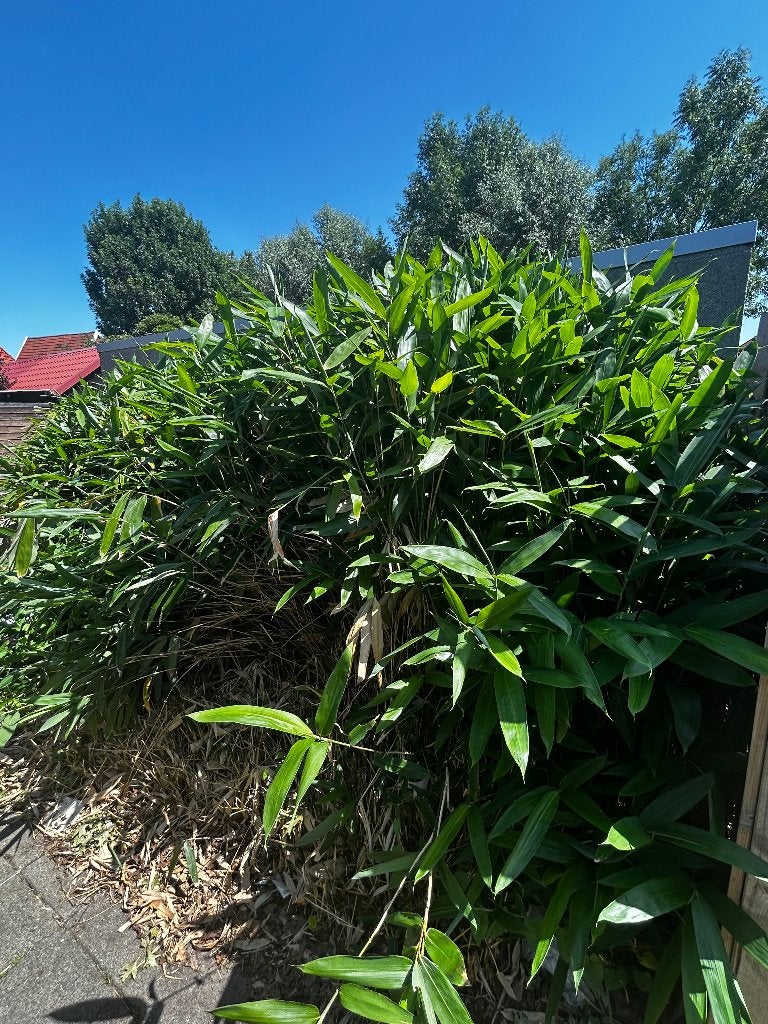 Gratis Bamboe planten, Tuin en Terras, Ophalen, Bloeit niet, Overige soorten, Halfschaduw