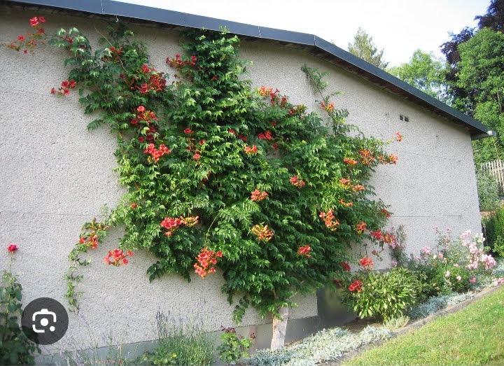 Trompetplant stek, Tuin en Terras, Volle zon, Vaste plant, Ophalen of Verzenden, Klimplanten
