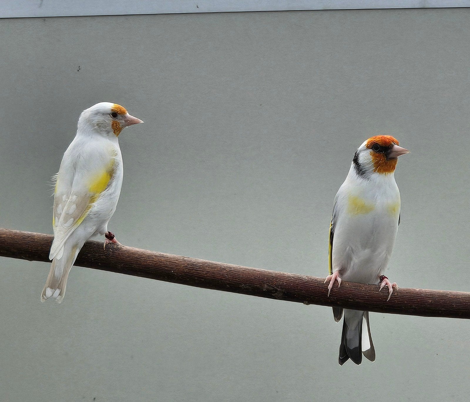 Prachtig koppel Majoorputters, Dieren en Toebehoren, Meerdere dieren