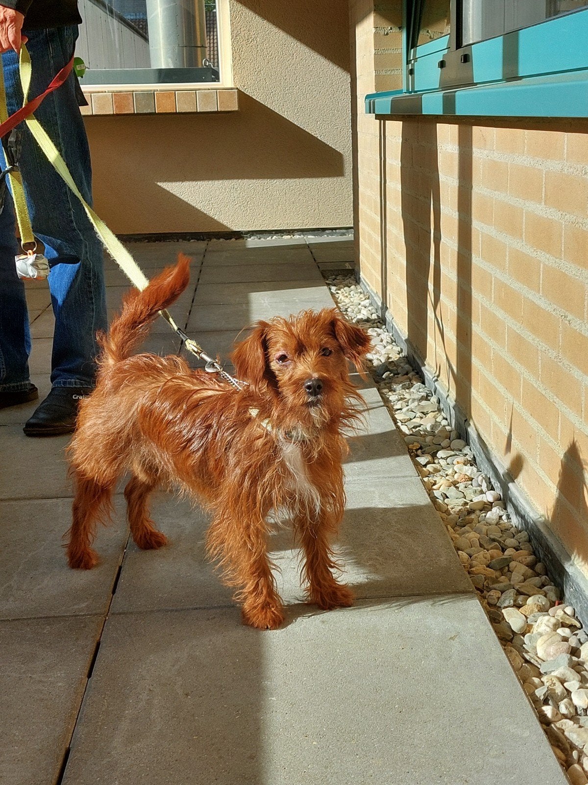 mix pups te koop, Overige rassen, 8 tot 15 weken, CDV (hondenziekte), Meerdere