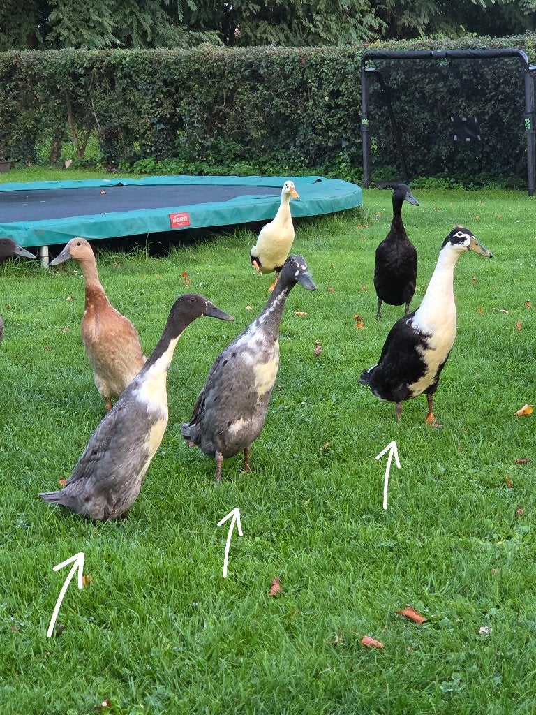 Loopeenden, Meerdere dieren, Eend