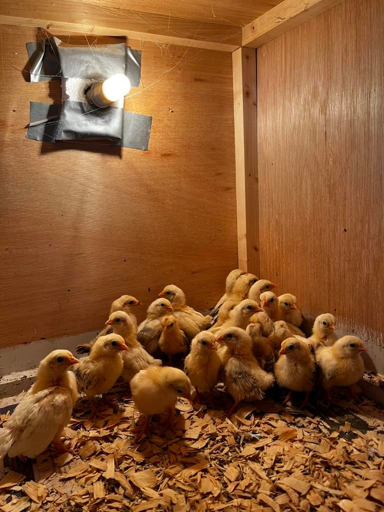 Serama haankuikens, Dieren en Toebehoren, Pluimvee, Mannelijk, Kip