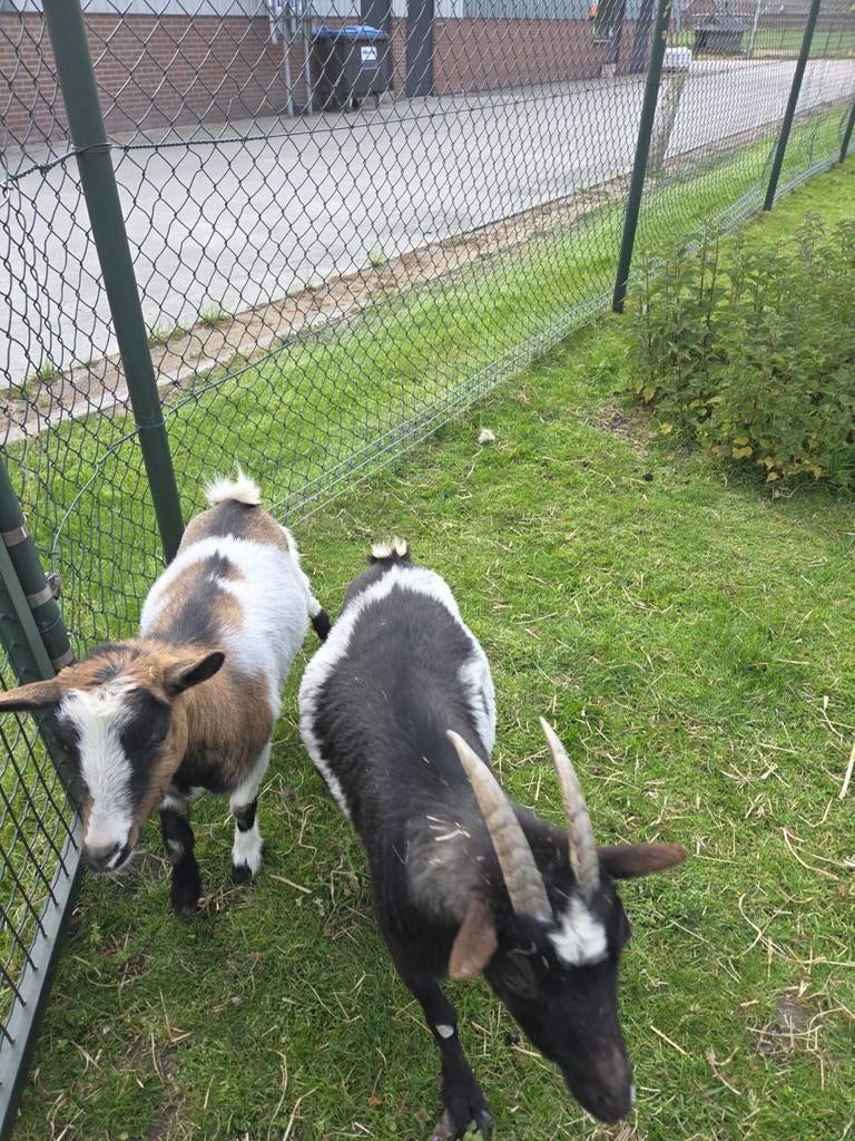 Dwerg geiten, Dieren en Toebehoren, Schapen, Geiten en Varkens, Vrouwelijk, Geit