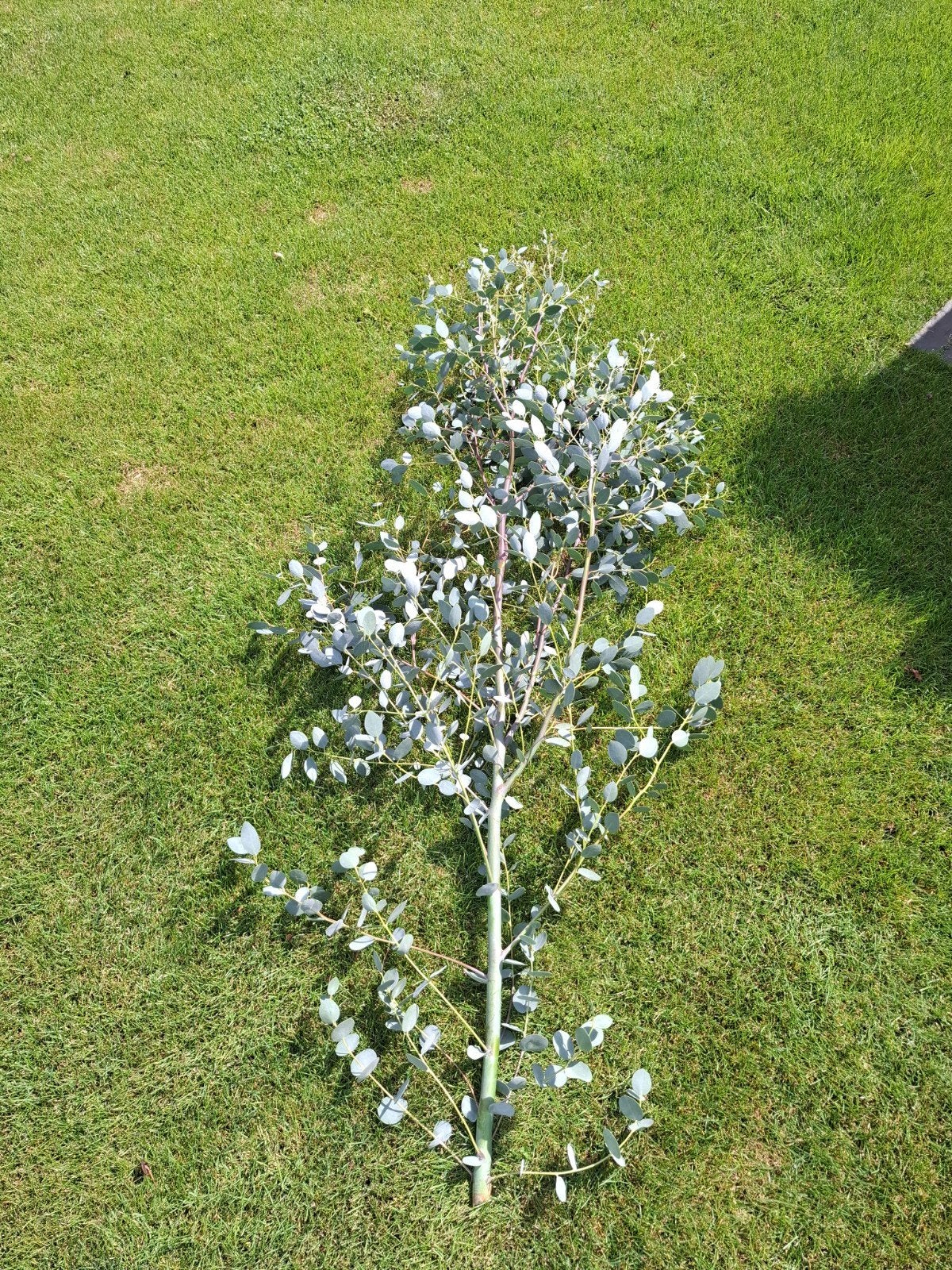 Verse eucalyptus (bloemschikken), Ophalen