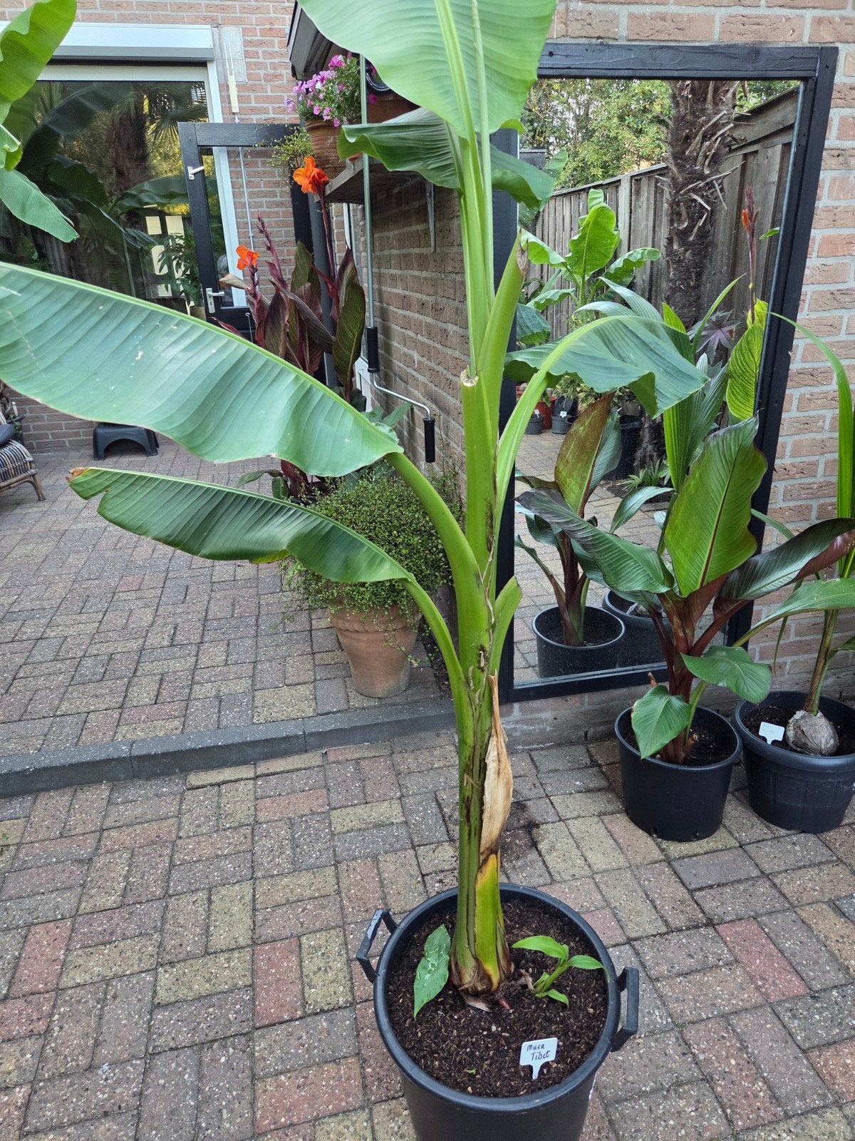 Musa Tibet banaanplant 2 meter met pups 40€, Tuin en Terras, Ophalen, Vaste plant, Overige soorten, Volle zon