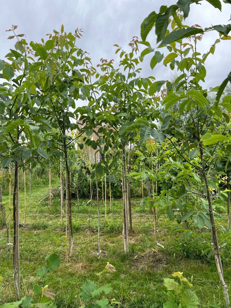 Notenbomen, walnoot hazelaar hazelnoot, Tuin en Terras, Planten | Bomen, Overige soorten, Lente, 250 tot 400 cm, Ophalen