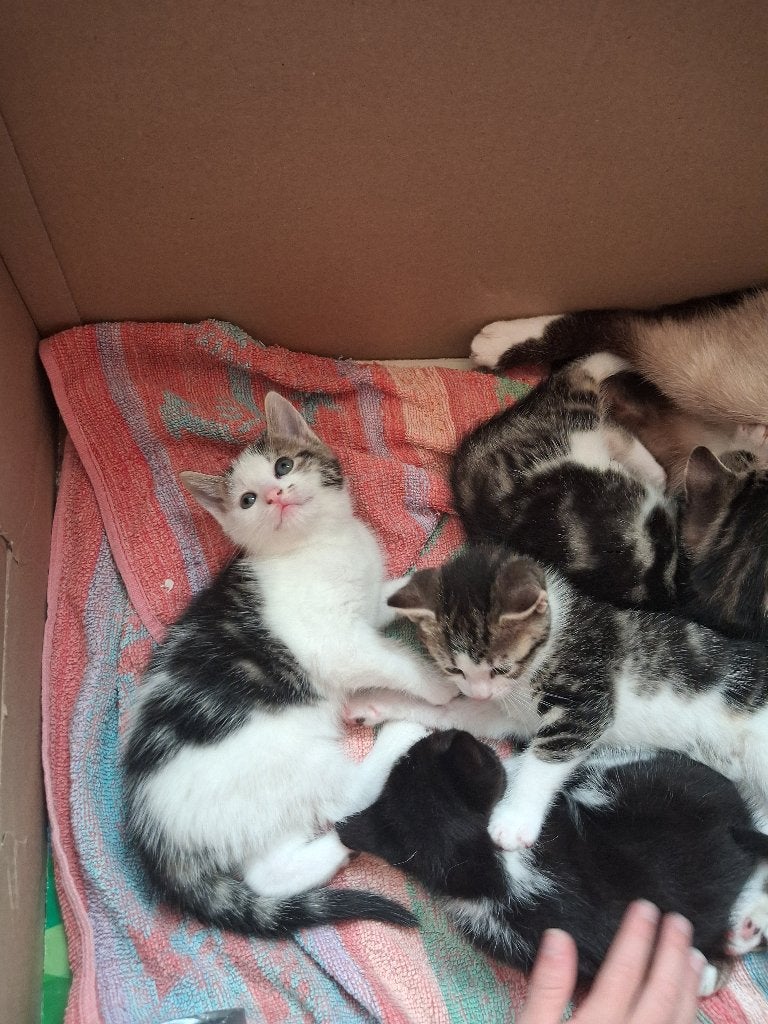 Kittens te koop (half siamees), Dieren en Toebehoren, Meerdere dieren, Kortharig, 0 tot 2 jaar