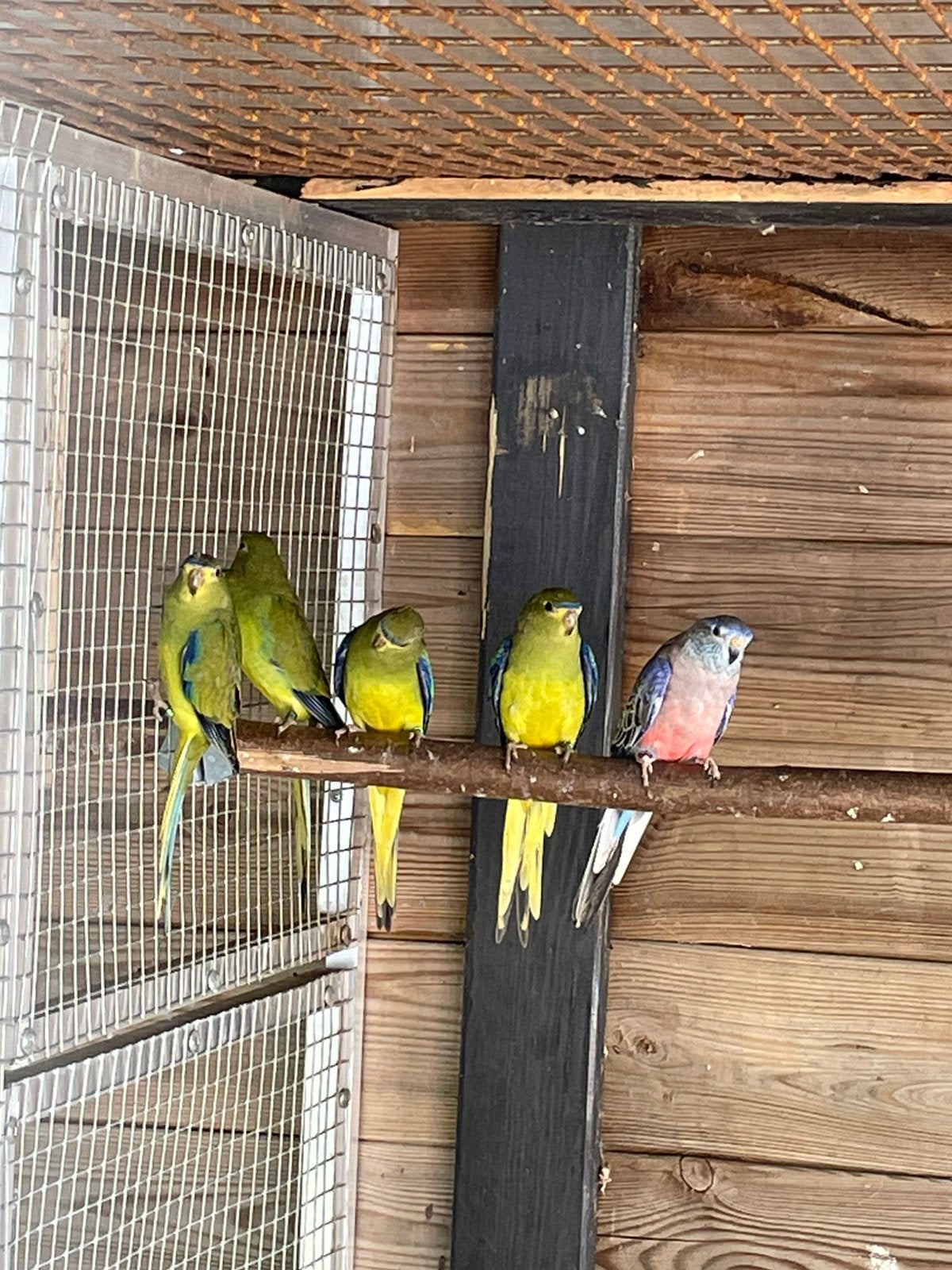 2-2 eleganten., Meerdere dieren, Parkiet