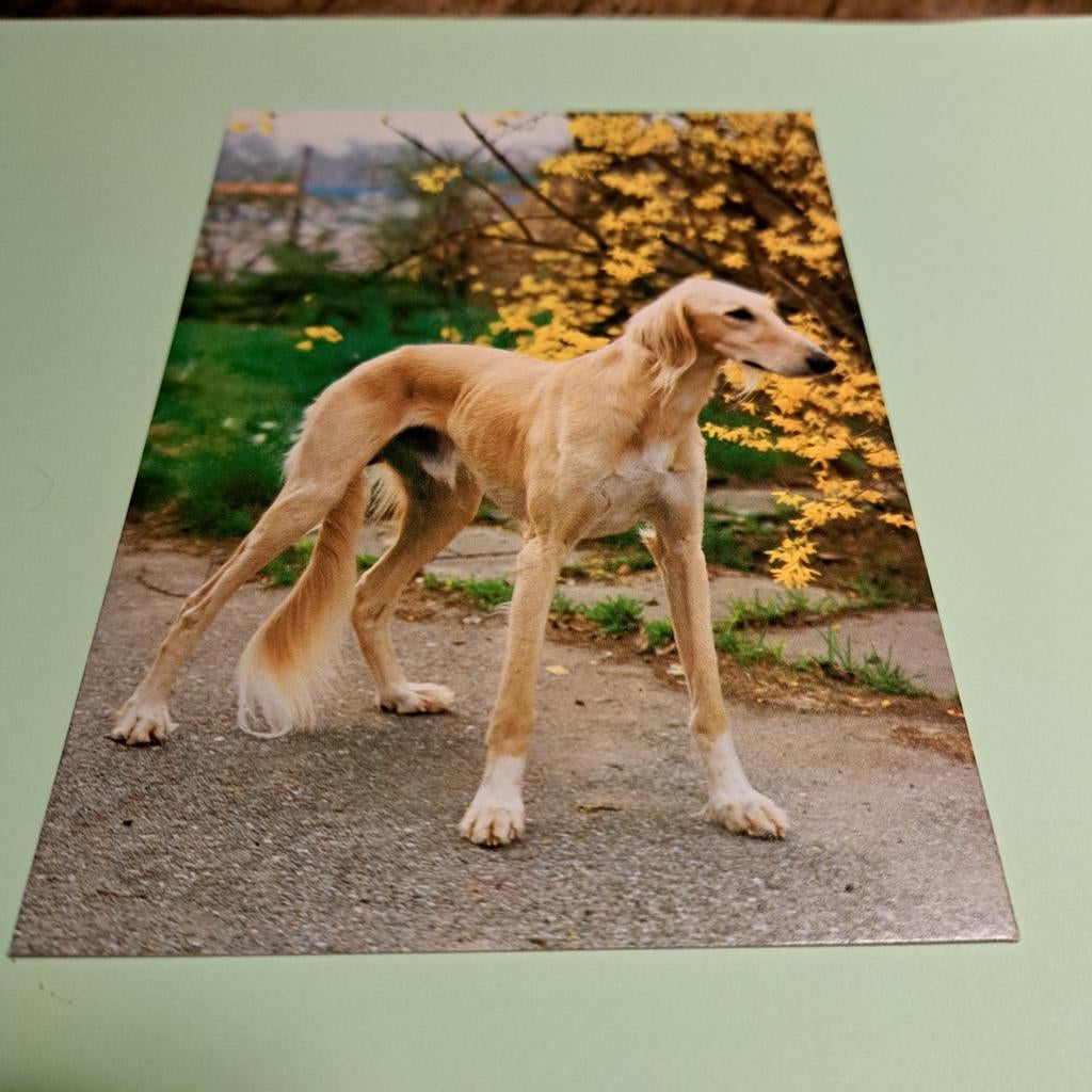 Ansichtkaart Saluki Windhond - Ongelopen, Verzamelen, Ansichtkaarten | Dieren, Ongelopen, 1980 tot heden, Hond of Kat, Ophalen of Verzenden
