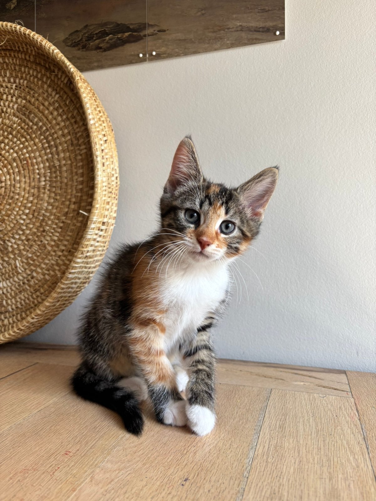Leuke kitten 10 weken zoekt gouden mandje, Poes, Gechipt, 0 tot 2 jaar