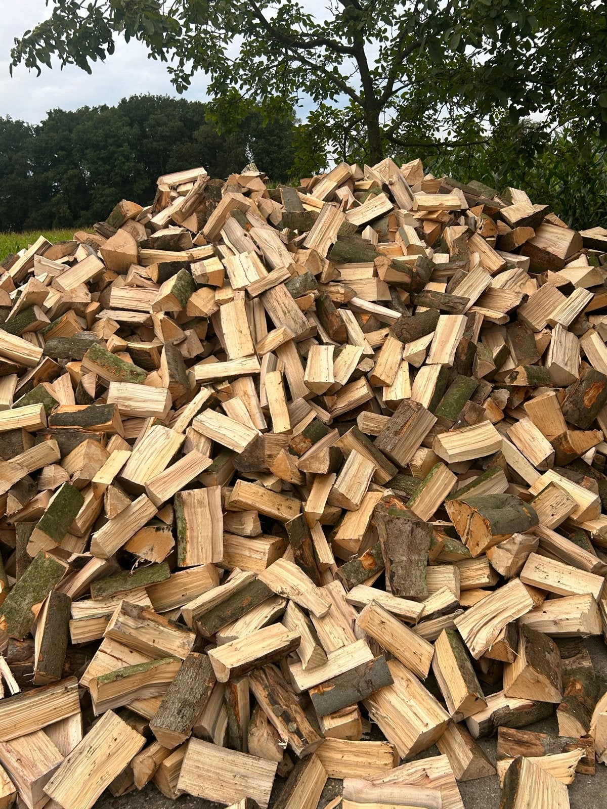 Brandhout  Hardhout Beuken droog, 6 m³ of meer, Ophalen, Blokken