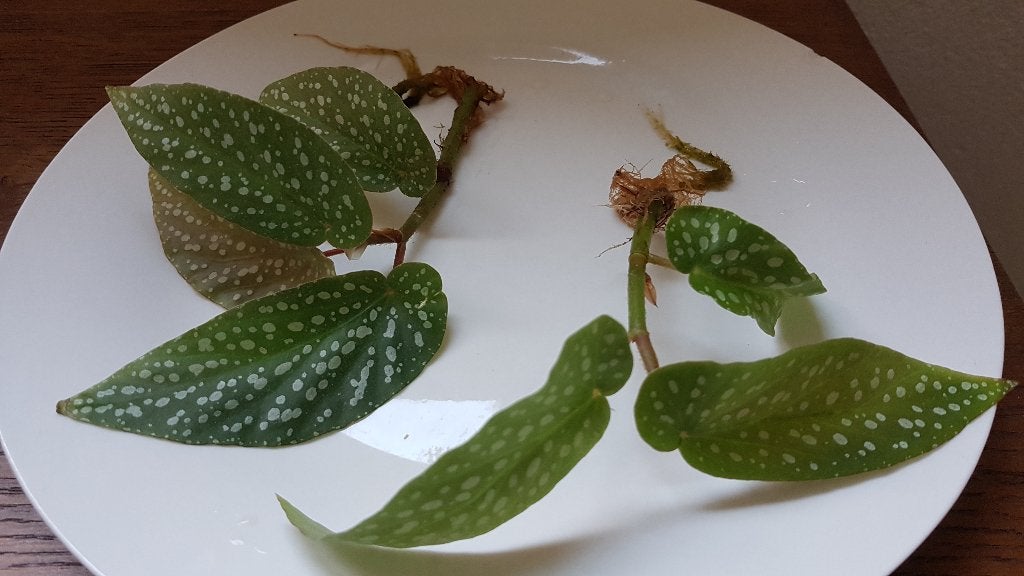 frisse stekjes met wortels v. Begonia Tamaya kamerplant, Ophalen of Verzenden, Halfschaduw, Minder dan 100 cm
