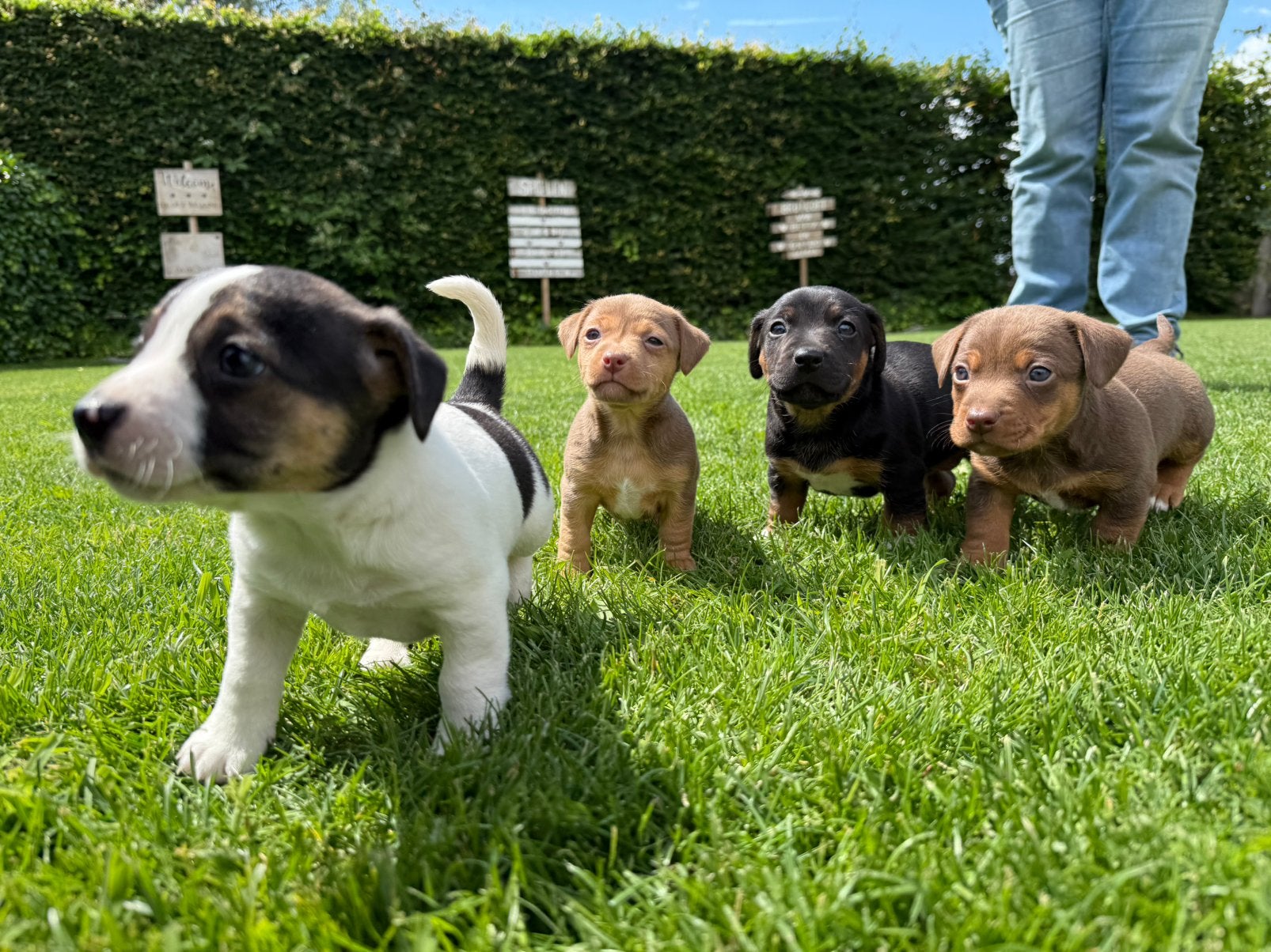 Schattige Jack Russell puppy’s, Dieren en Toebehoren, Honden | Jack Russells en Terriërs, Parvo, Jack Russell Terriër, 8 tot 15 weken