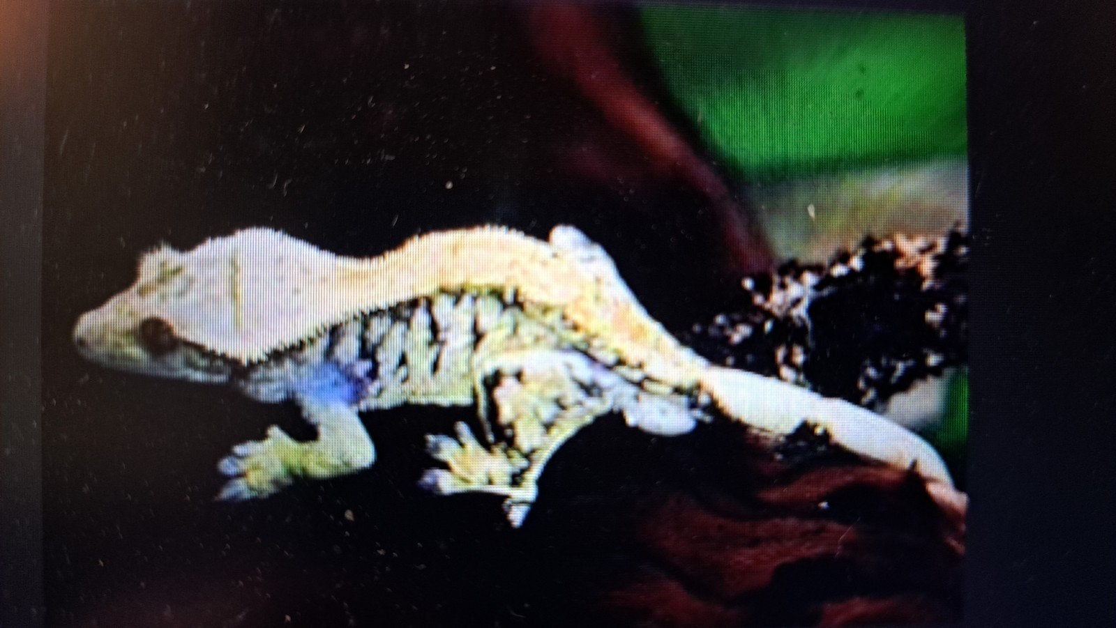 Wimpergekko Lilly white baby + set up Crested Gecko photo 5