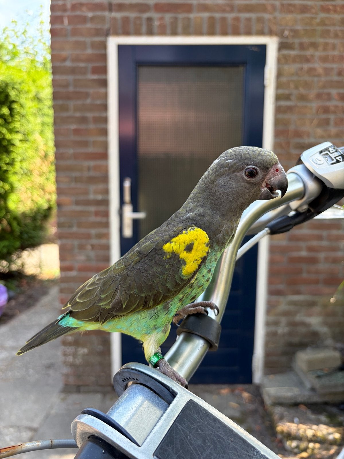 Handtamme Meyer papegaai, Geslacht onbekend, Papegaai, Pratend