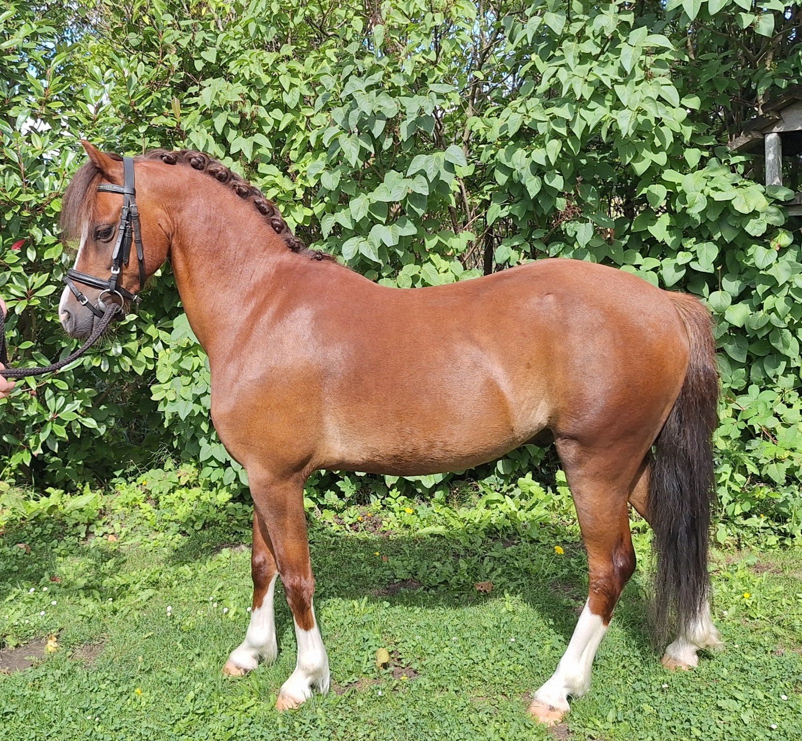 Welsh kinder/menpony, Dieren en Toebehoren, Met stamboom, Ruin, Zadelmak, 7 tot 10 jaar
