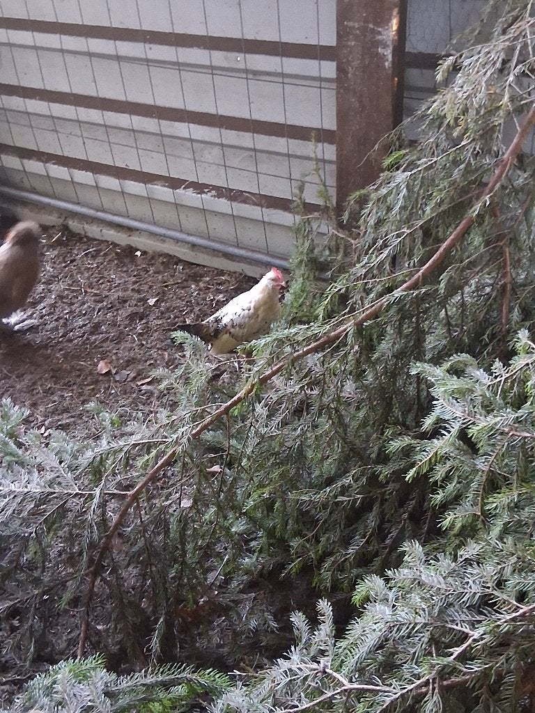 Griel kuikens, Dieren en Toebehoren, Geslacht onbekend, Kip