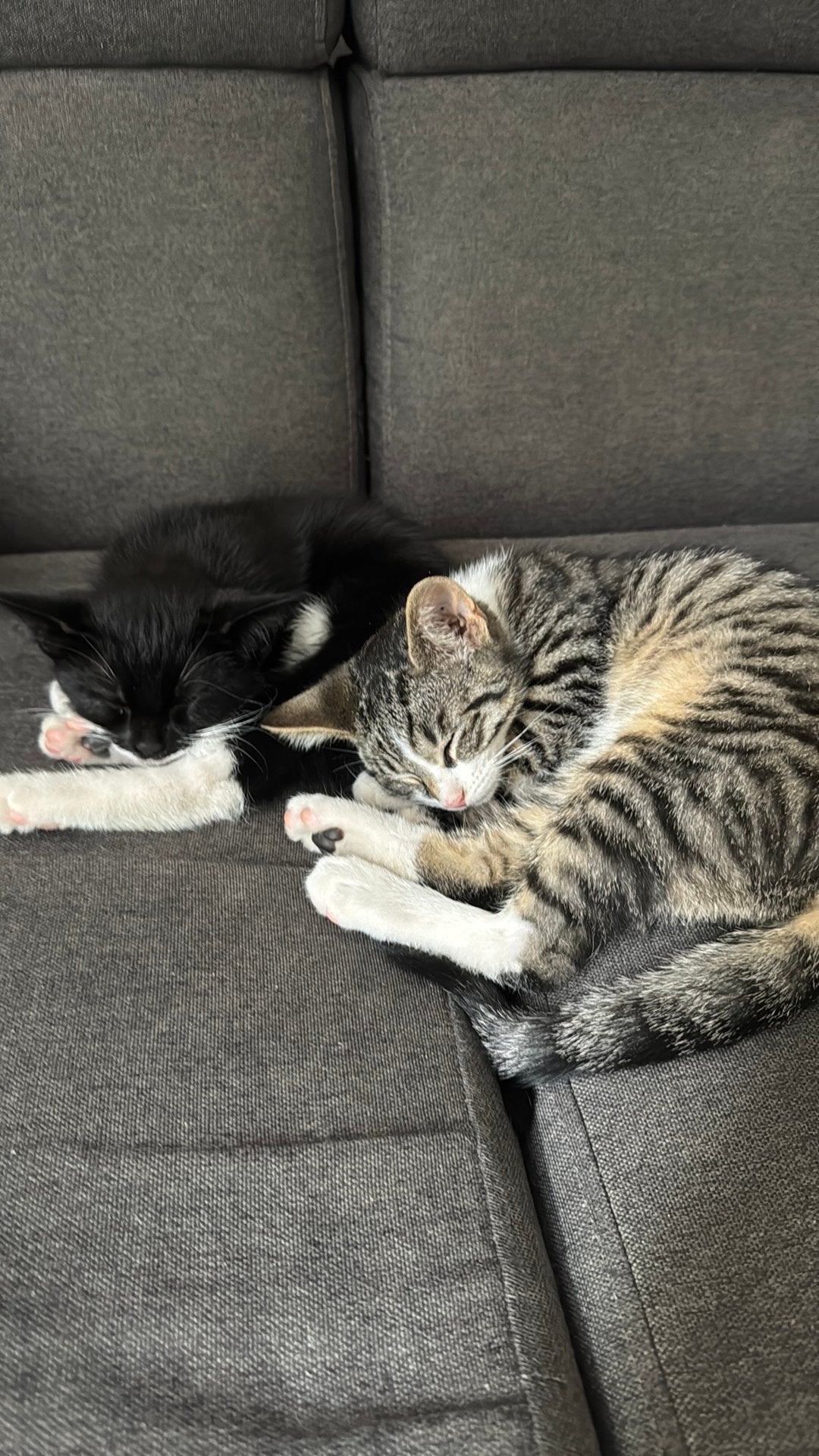 Kittens 11 weken oud zijn opzoek naar nieuw baasje!!, Meerdere dieren