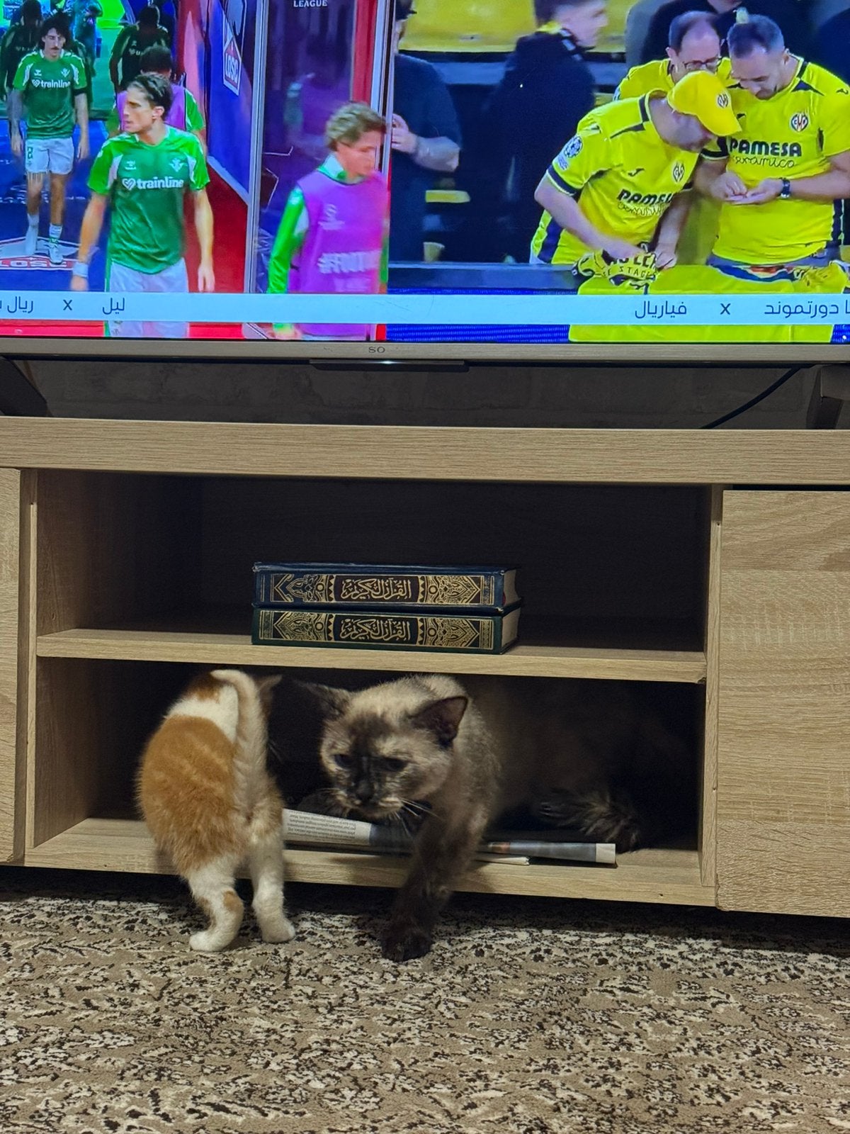 Mokka en haar 4 kitten, Dieren en Toebehoren, Meerdere dieren, 0 tot 2 jaar