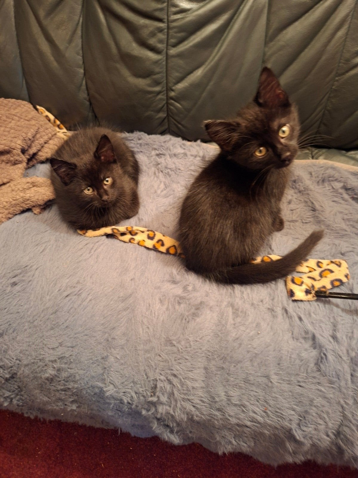 2 zwarte katers  8 weken, Dieren en Toebehoren, Meerdere dieren, Kortharig, 0 tot 2 jaar