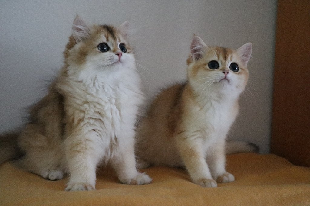 Twee prachtige Britse poesjes, Dieren en Toebehoren, Katten en Kittens | Raskatten | Korthaar, Poes, Ontwormd, 0 tot 2 jaar