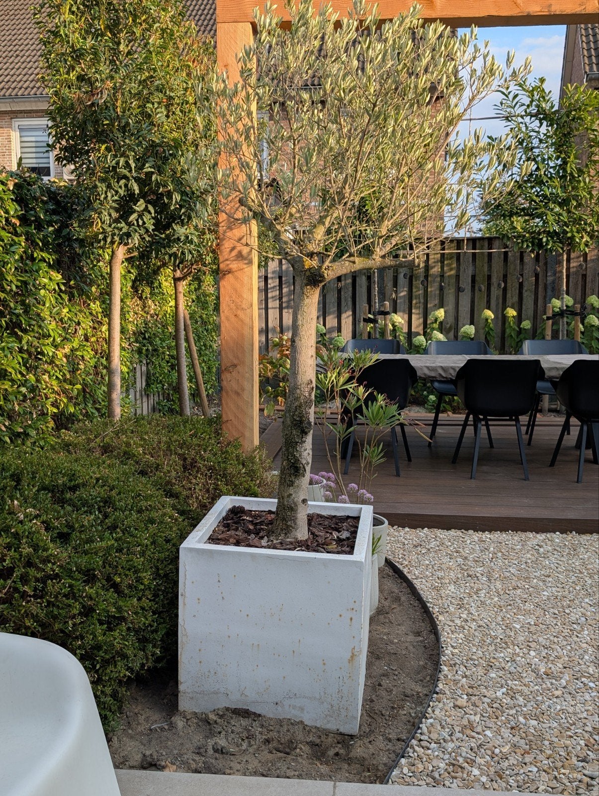 Olijfboom incl. geïsoleerde bak, Tuin en Terras, Bloeit niet, 100 tot 250 cm, Olijfboom, Ophalen
