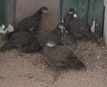 Chinquis pauw fazant, Dieren en Toebehoren, Meerdere dieren, Overige soorten