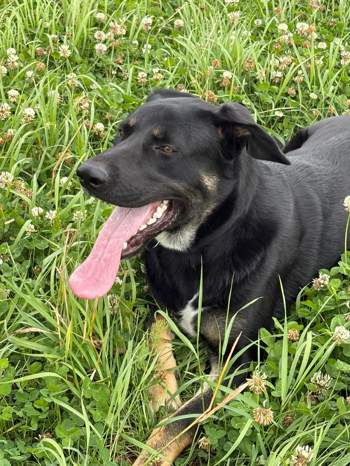 Herdershond, Parvo, 15 weken tot 1 jaar, Reu, Eén hond