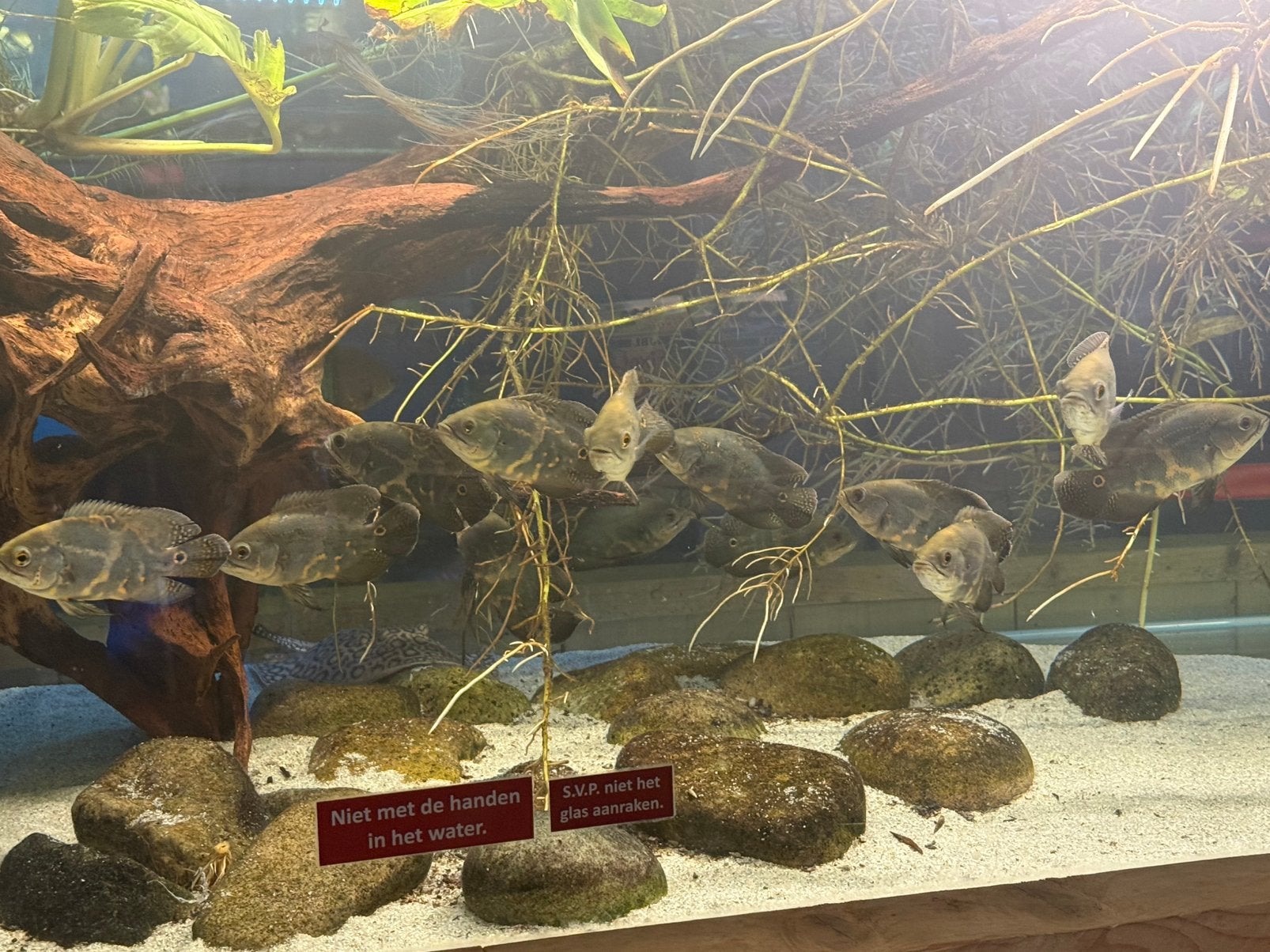 Wildvang pauwogen - Astronotus Ocellatus, Vis, Zoetwatervis