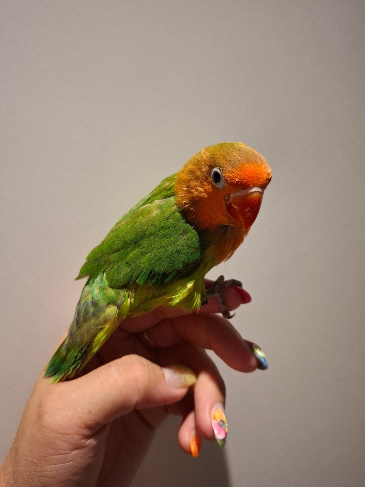 Agapornis Fischeri Dwergpapegaai, Dieren en Toebehoren, Geslacht onbekend, Dwergpapegaai of Agapornis, Geringd