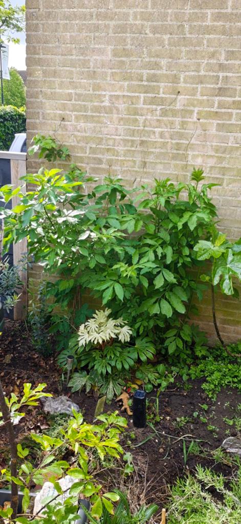 Vlierbloesem plant - Jonge vlierstruik voor tuin, Tuin en Terras, Planten | Tuinplanten, Vaste plant, Halfschaduw, Lente, Ophalen