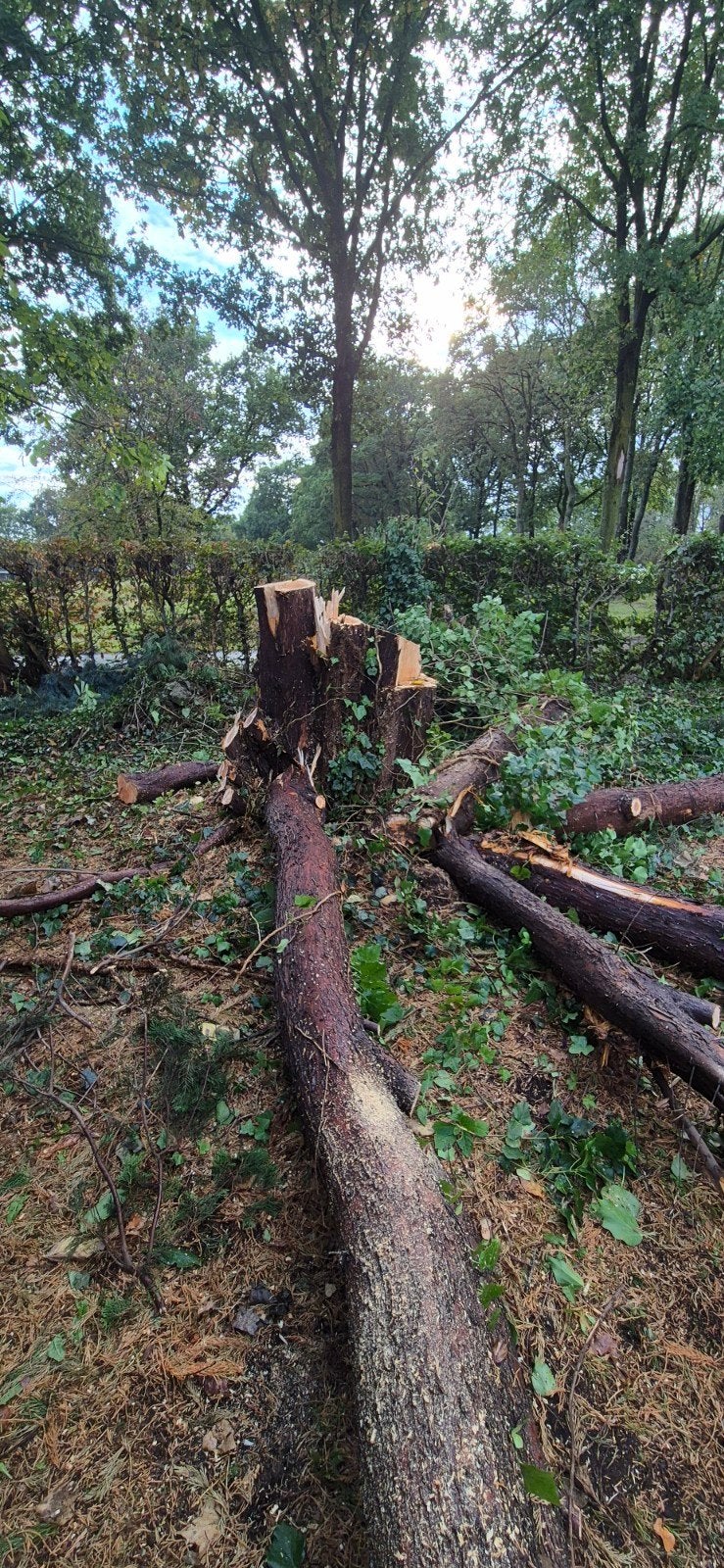 Gratis Boomstammen/ brandhout, Tuin en Terras, 3 tot 6 m³, Ophalen, Overige houtsoorten
