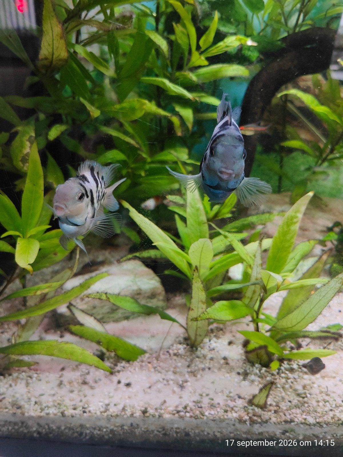 Polar Blue Parrot Cichlid, Vis