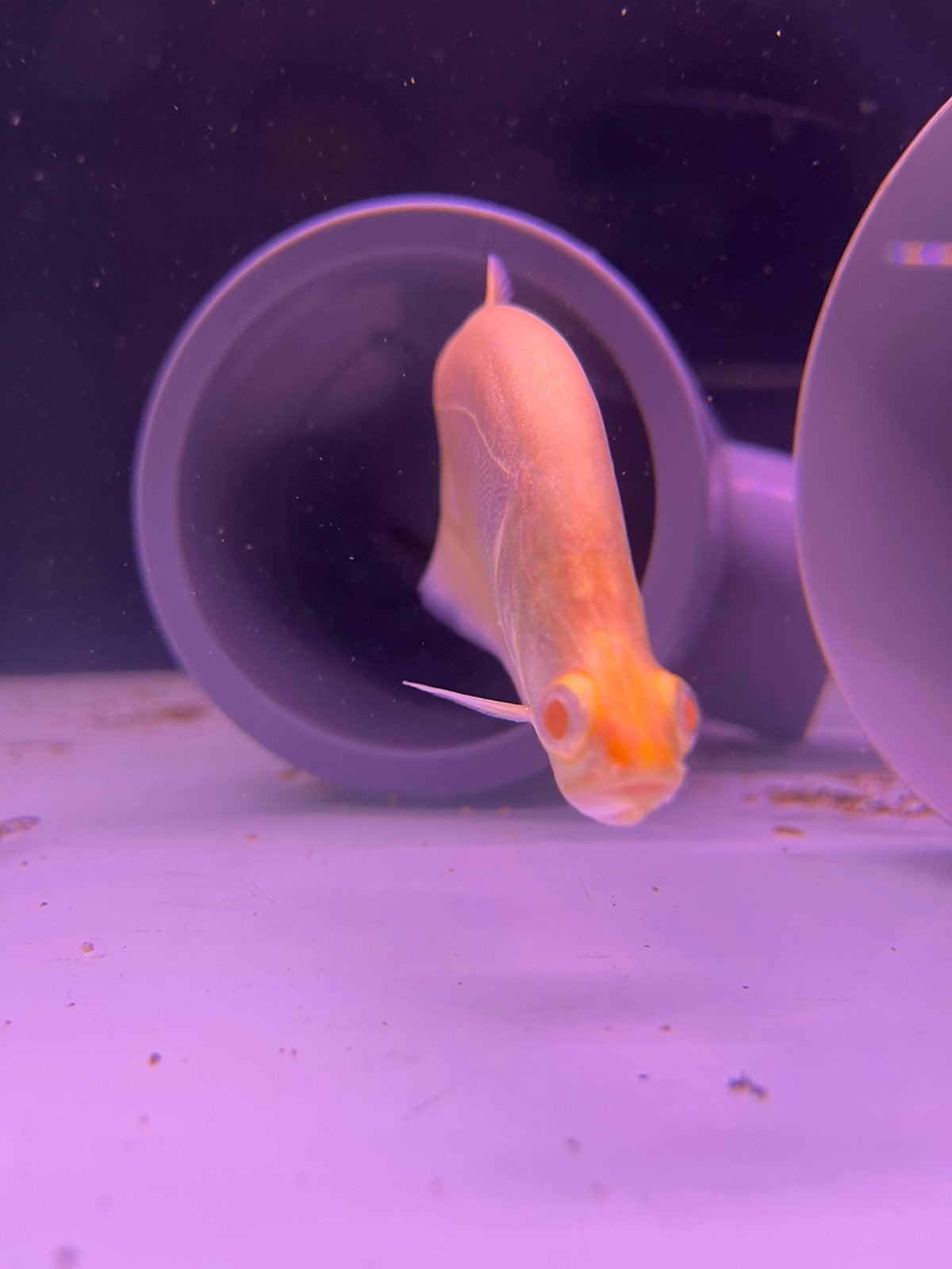 Albino dollar mesvis, Vis