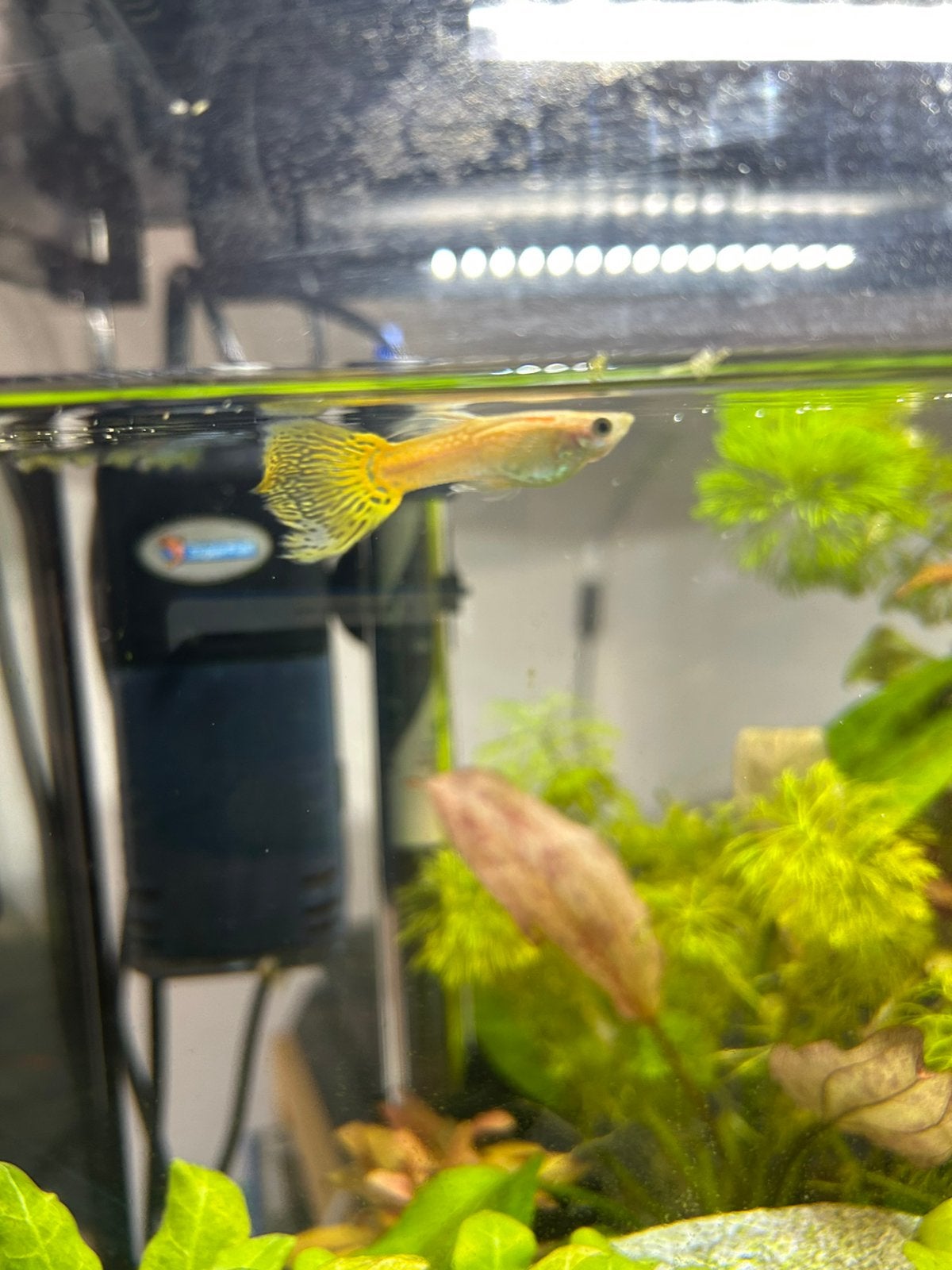 Guppy, Dieren en Toebehoren, Vis