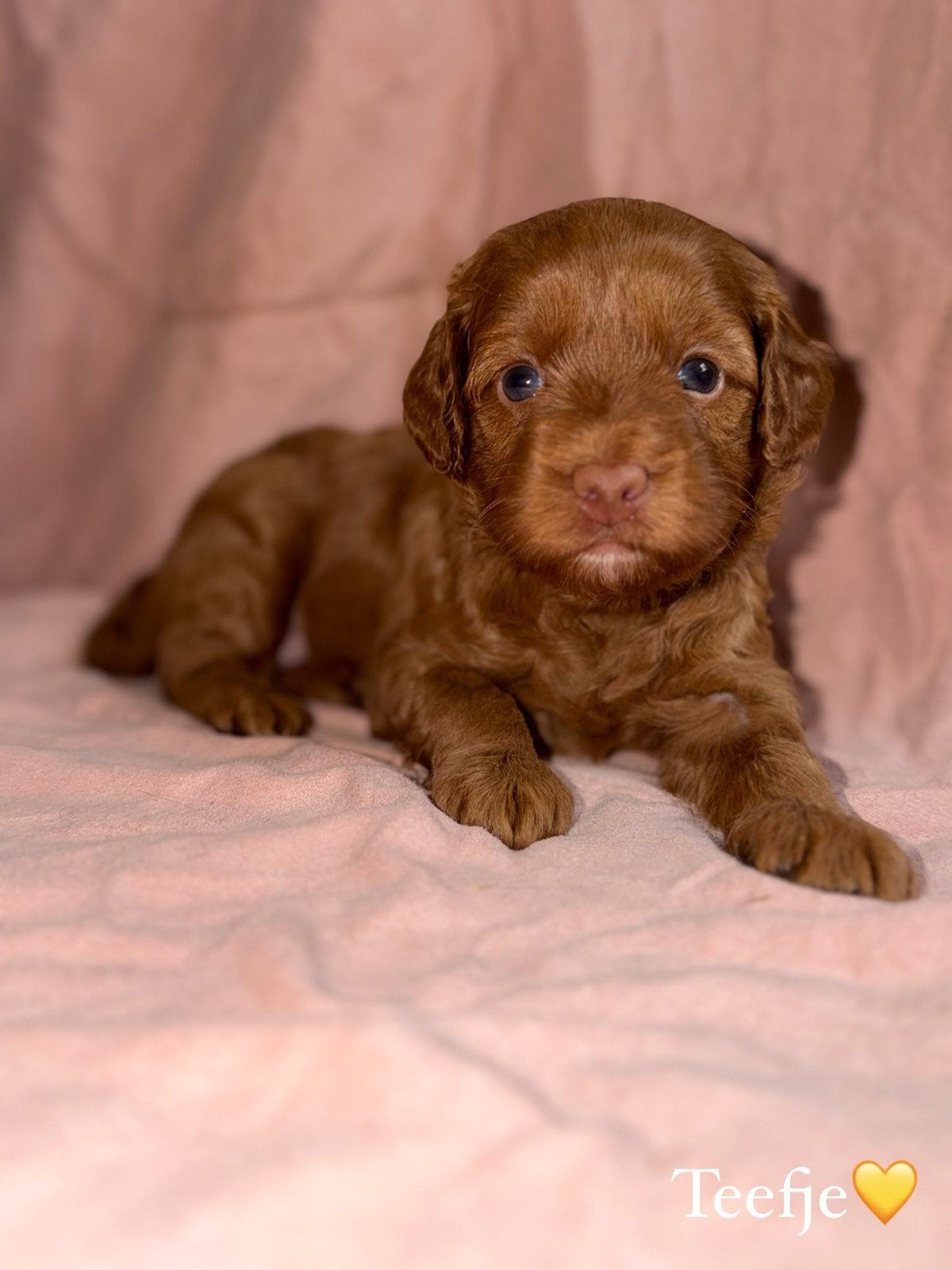 Australian labradoodle pups mini met stamboom, Overige rassen, 8 tot 15 weken, Meerdere, Meerdere dieren