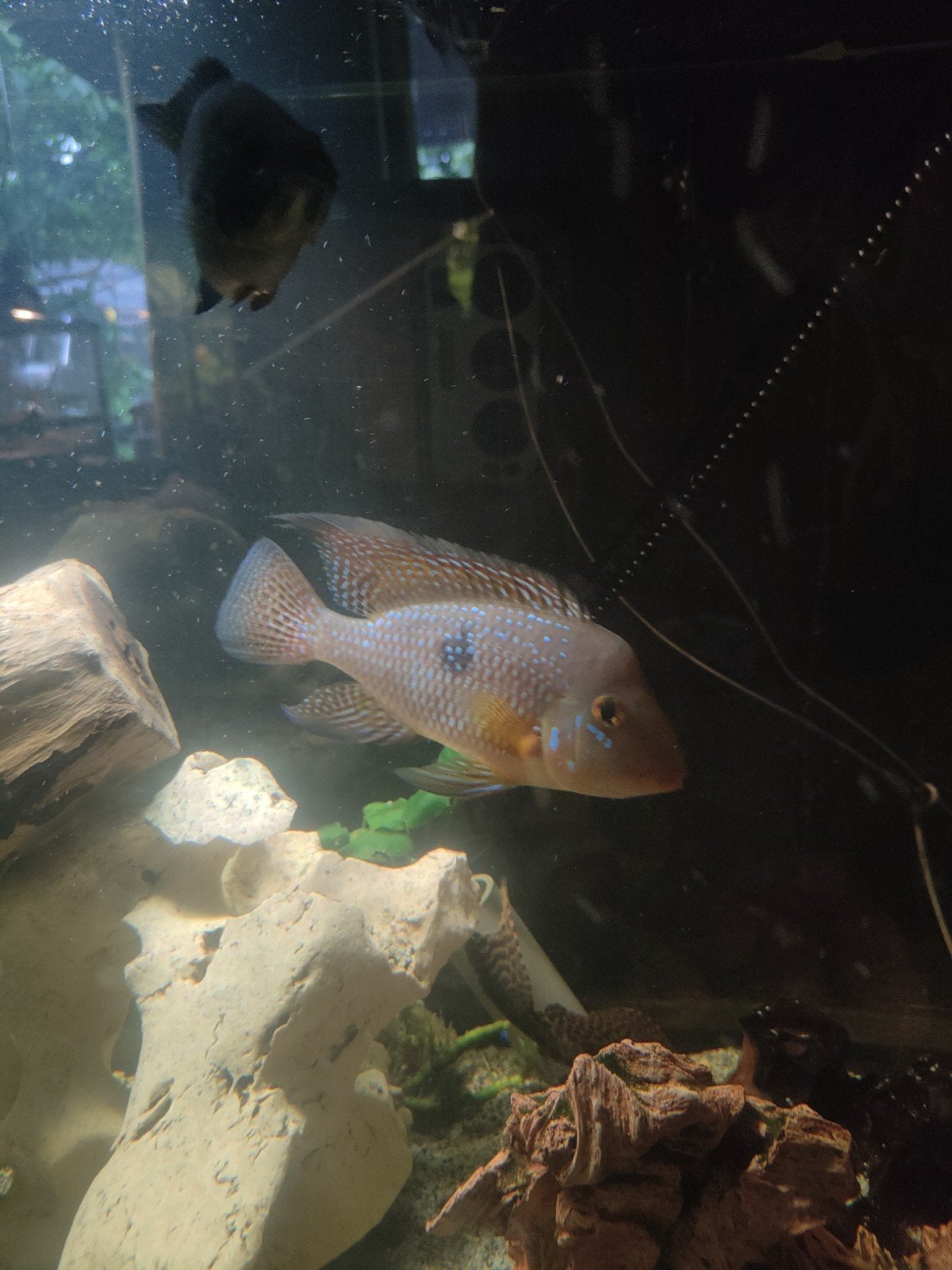 Geopachus Male, Dieren en Toebehoren, Vissen | Aquariumvissen, Zoetwatervis, Vis