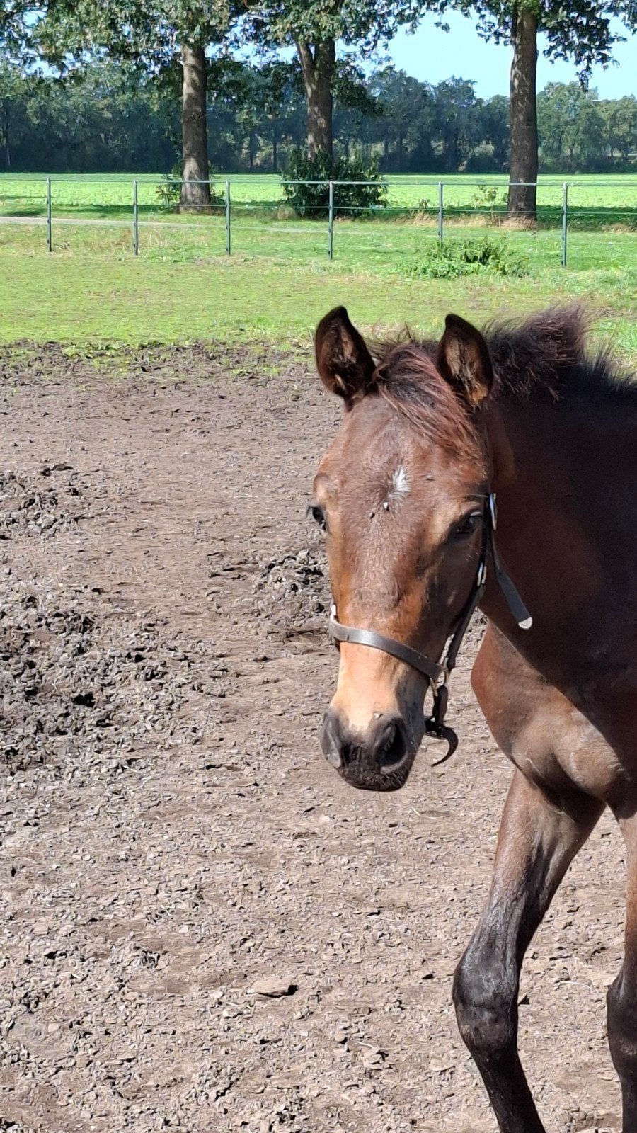 KWPN hengstveulen. Novian x Haarlem x Triton, Dieren en Toebehoren, Hengst, Dressuurpaard, 0 tot 2 jaar