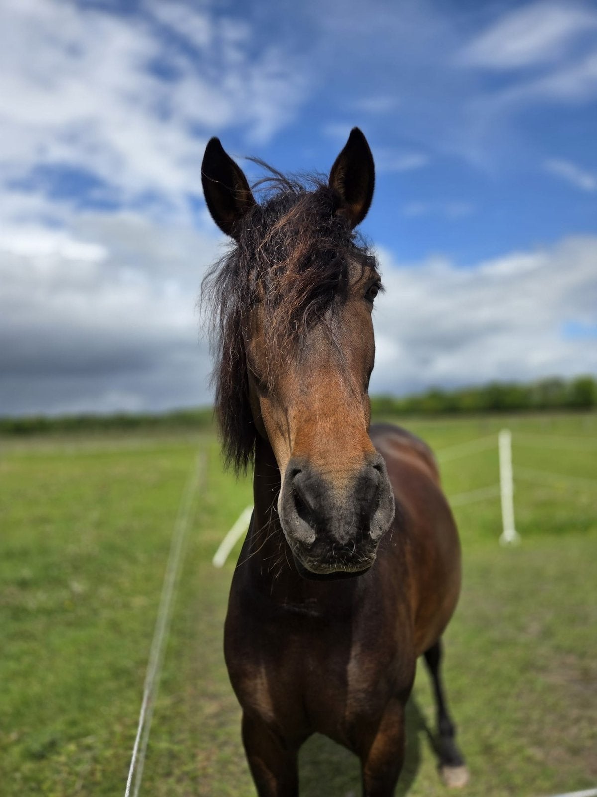 PRE x Nederlands rijpaard merrie 9 jaar – 1.62m – veelzijdig, Dieren en Toebehoren, Paarden, Merrie, B, Ontwormd, 7 tot 10 jaar