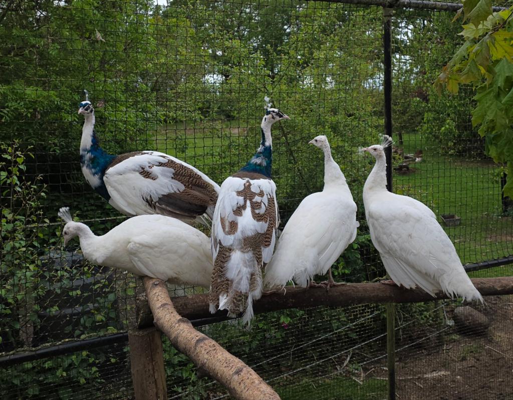 Koppel blauwbonte pauw haan met witte hen te koop, Dieren en Toebehoren, Pluimvee, Meerdere dieren, Kip