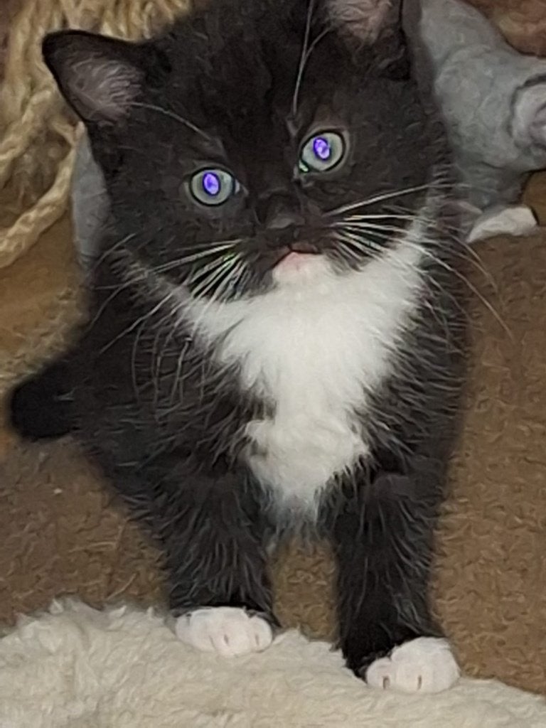 Prachtige kittens, Dieren en Toebehoren, Meerdere dieren, Kortharig, 0 tot 2 jaar
