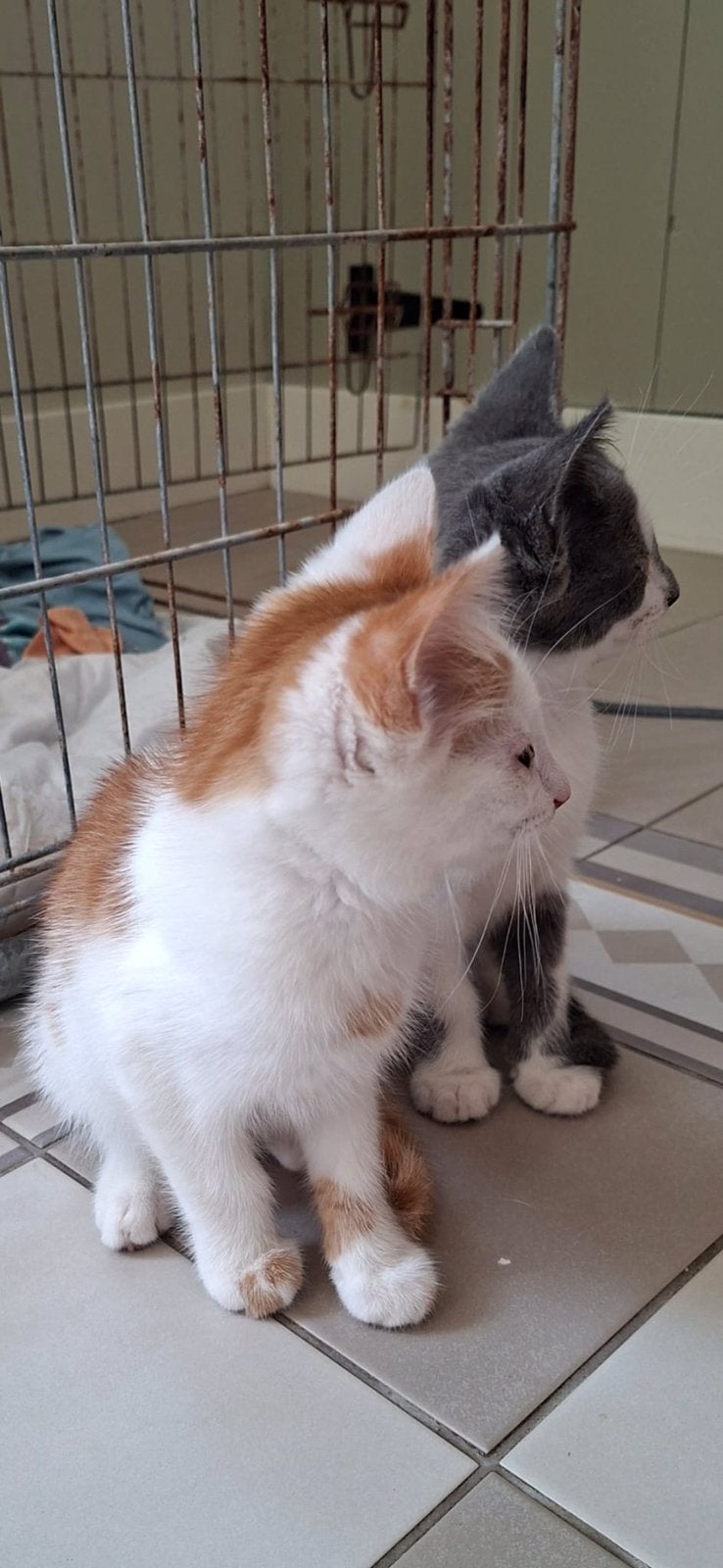 Lieve boerderijkittens, Poes, Ontwormd