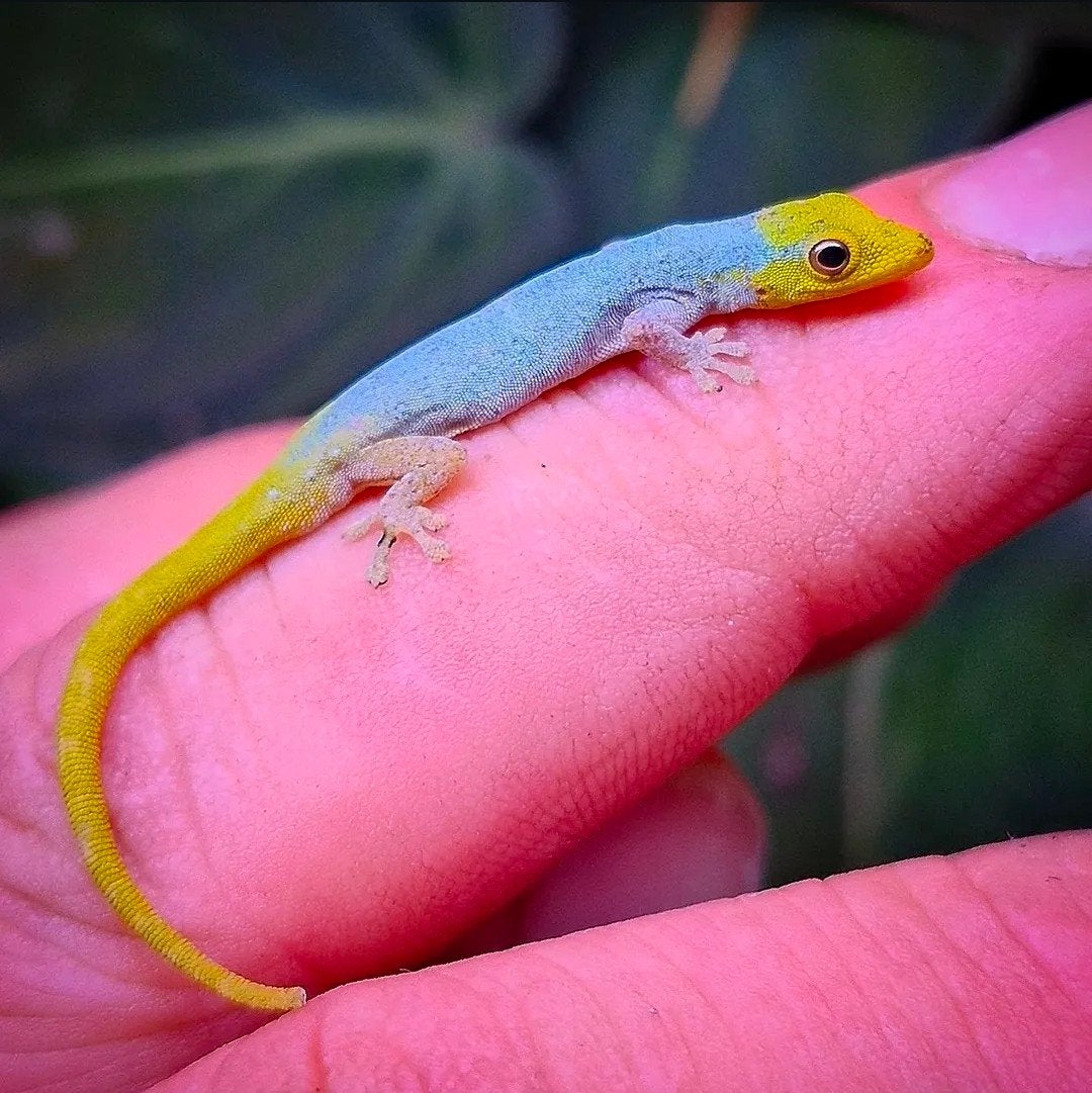 lygodactylus conraui, Dieren en Toebehoren, Reptielen en Amfibieën, Hagedis, 0 tot 2 jaar