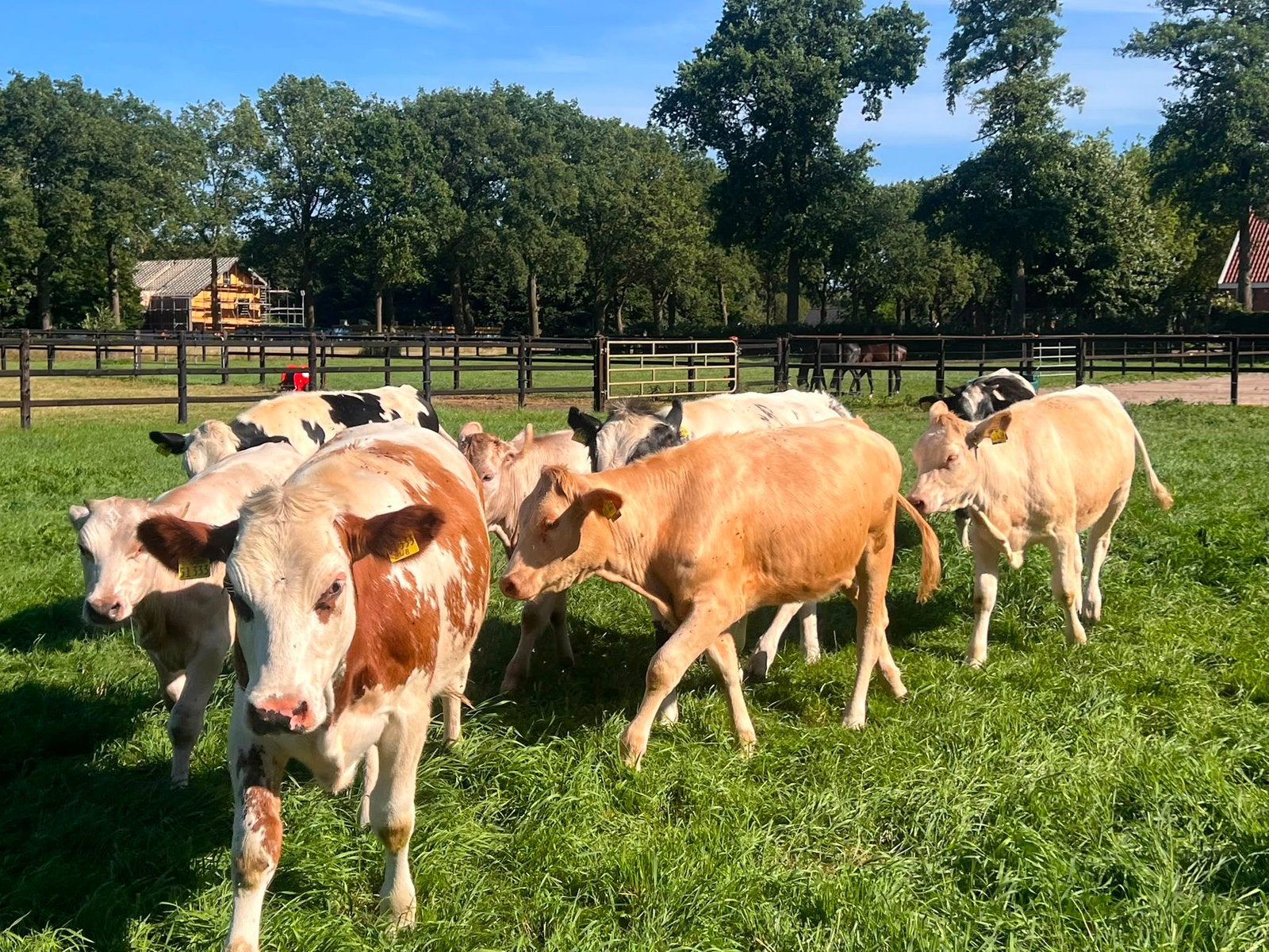 Mooie vleesvaarzen, Dieren en Toebehoren, Runderen, Vrouwelijk, 0 tot 2 jaar