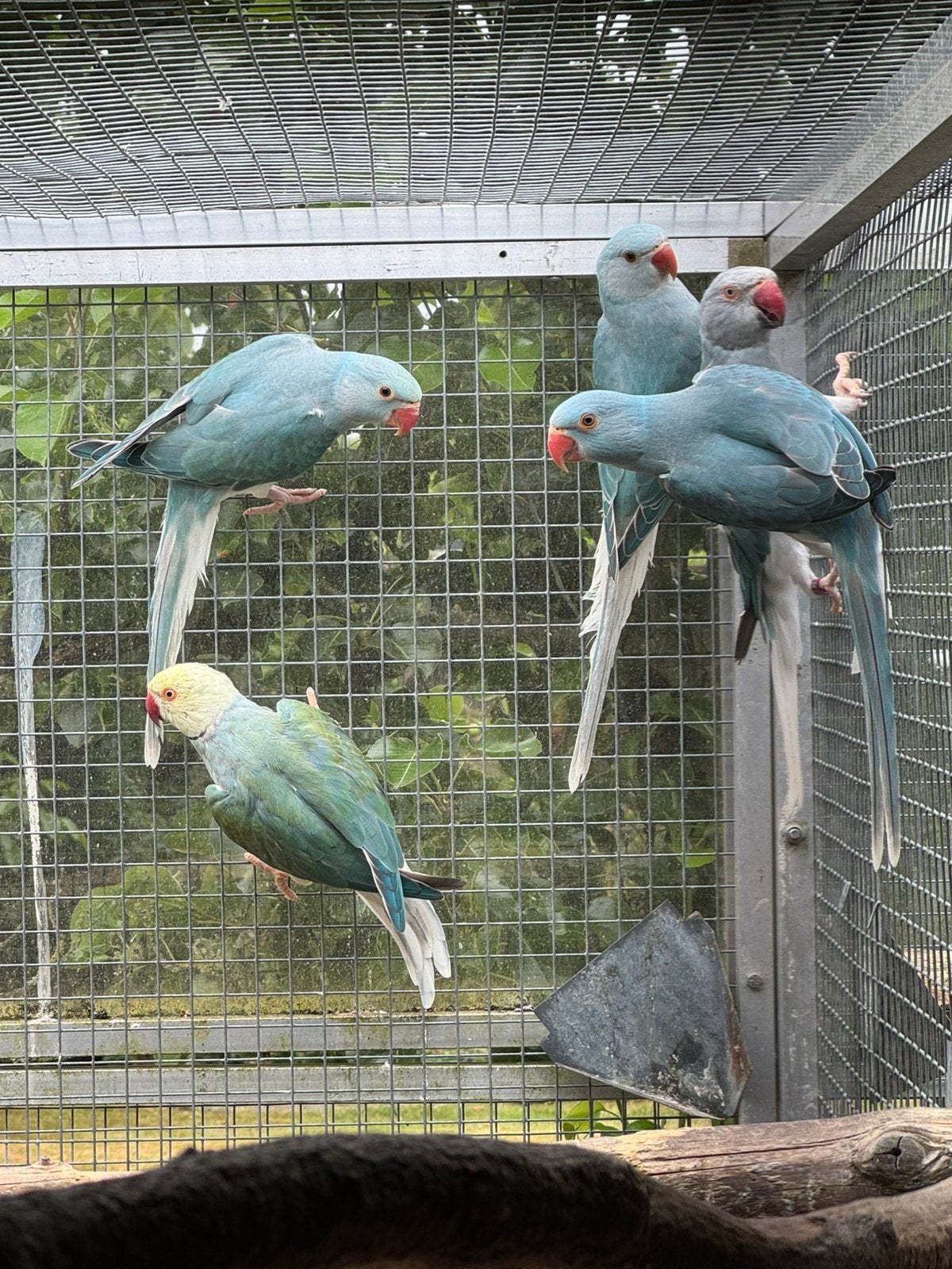 Jonge halsbandparkieten, Dieren en Toebehoren, Geslacht onbekend, Parkiet