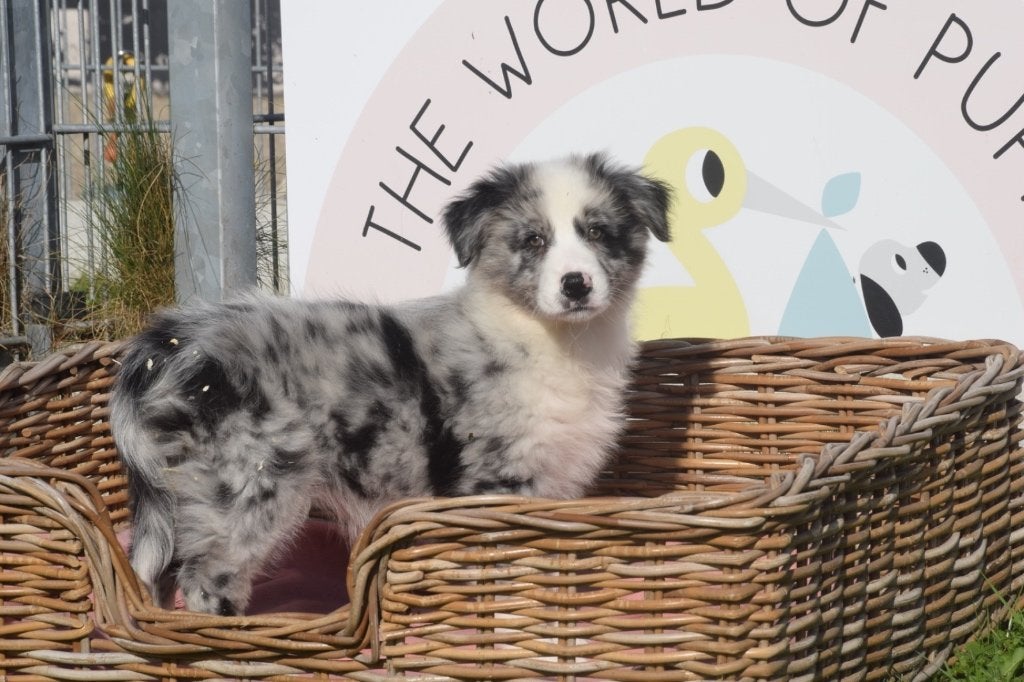 Australische herder pups nieuw nestje, België, 15 weken tot 1 jaar, Meerdere, Meerdere dieren