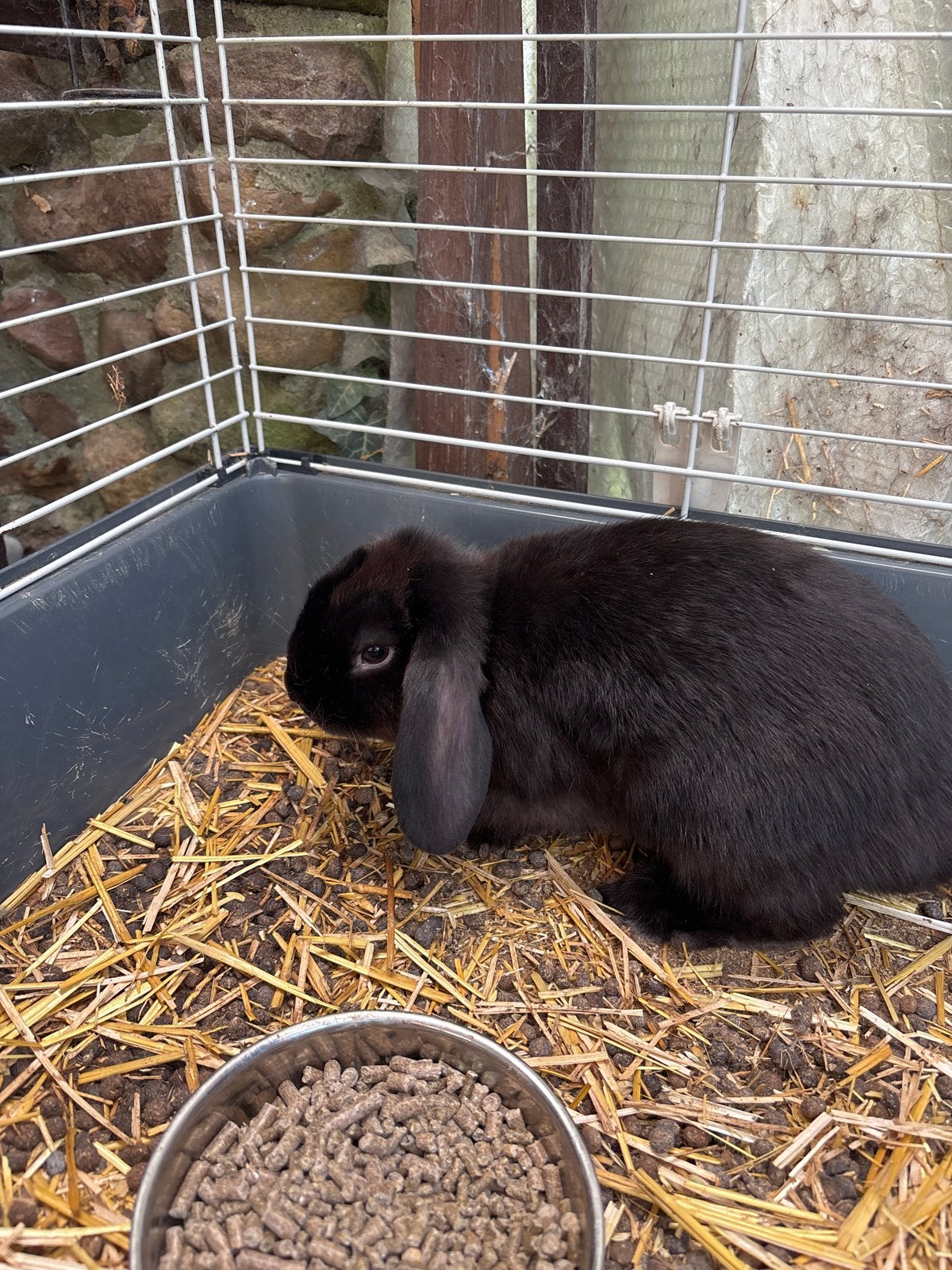 Nederlandse hangoor konijntjes, Dieren en Toebehoren, Knaagdieren, Mannelijk, Mei, Overige typen, Tam
