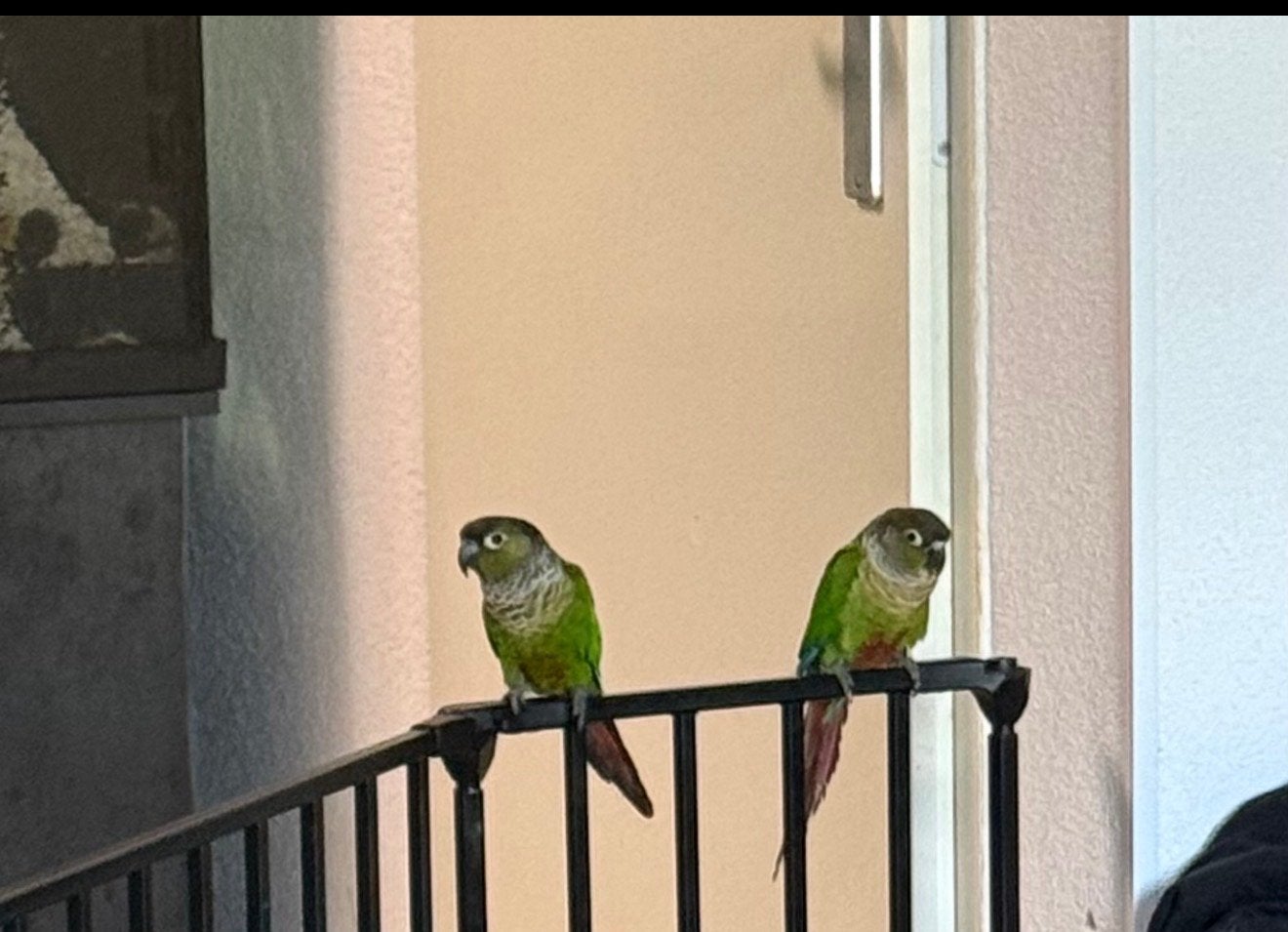 Koppel Groenwangparkieten, Dieren en Toebehoren, Vogels | Parkieten en Papegaaien, Meerdere dieren, Parkiet
