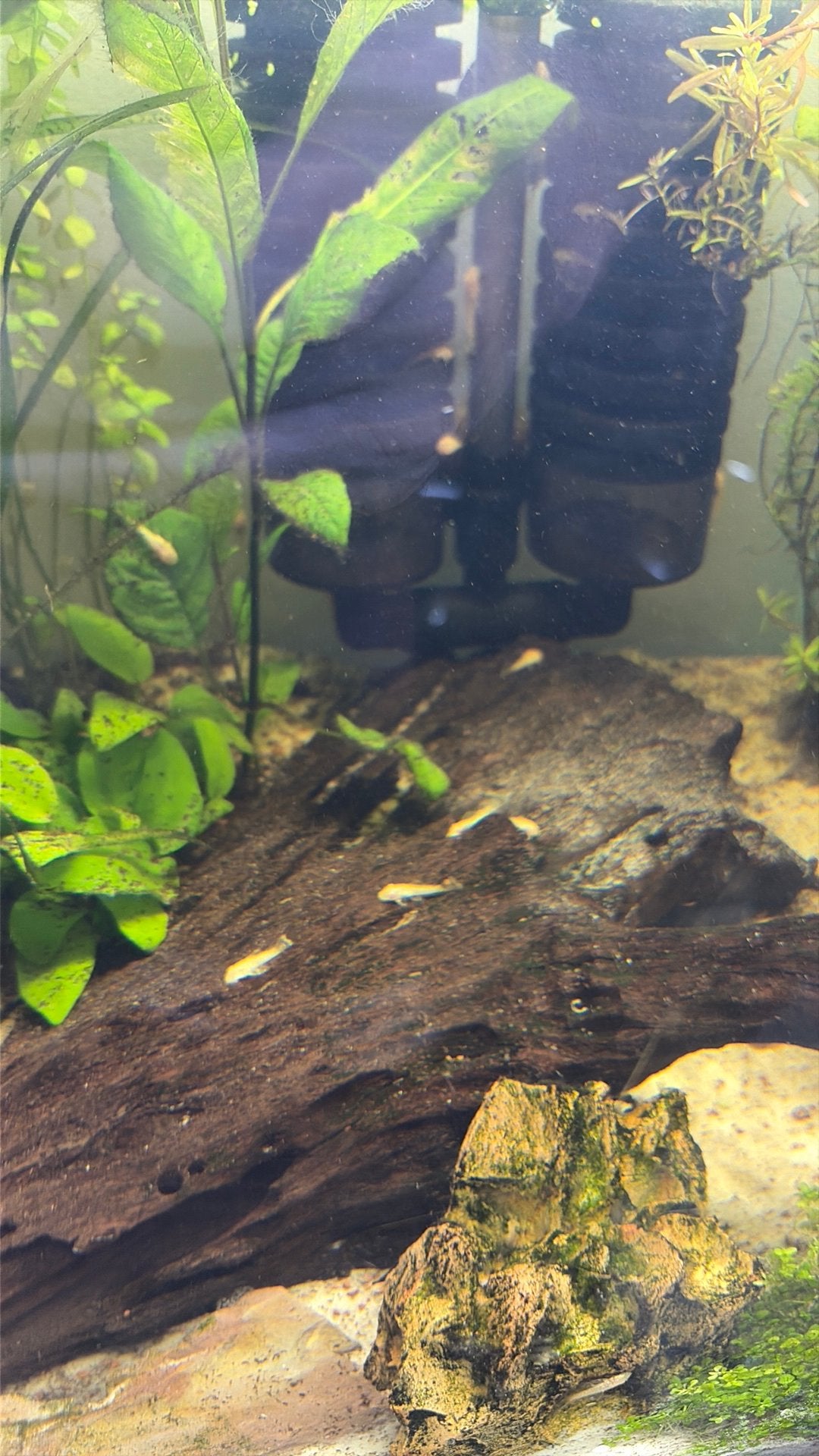Baby albino ancistrussen (algeneters), Vis