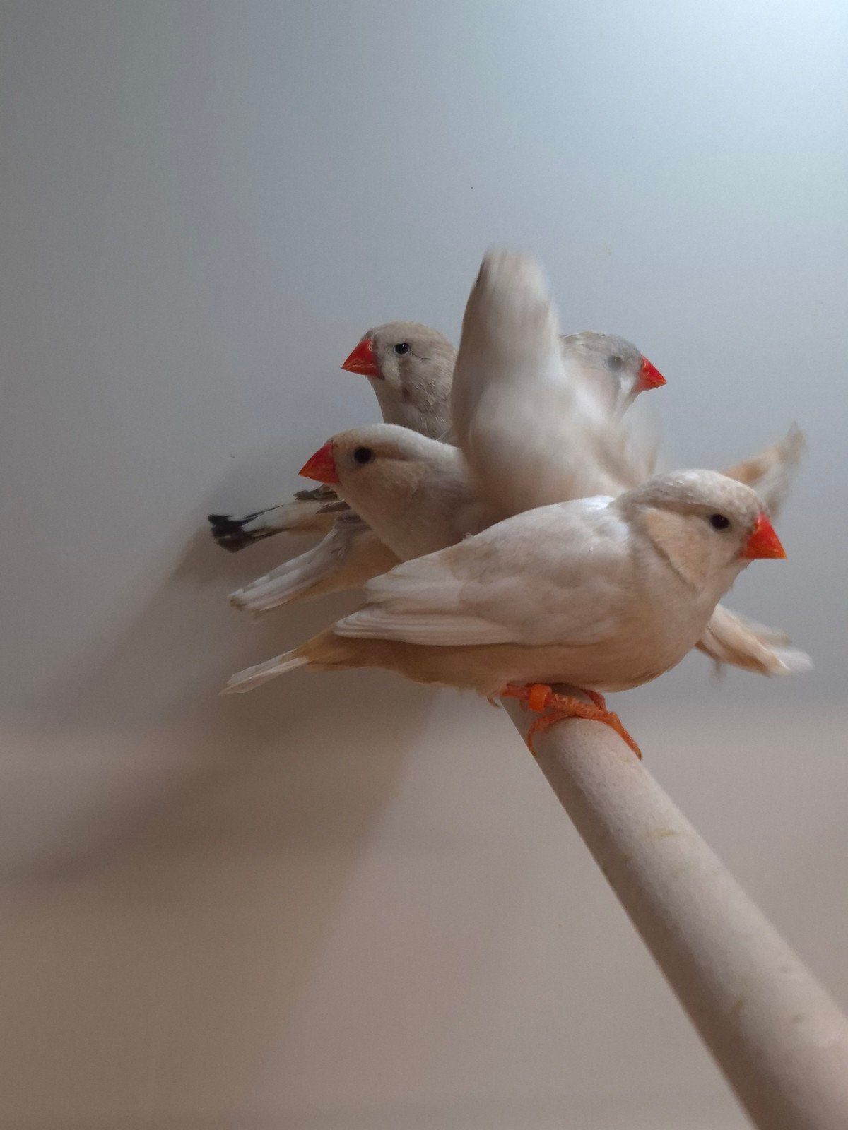 8-8 Zebravinken, Dieren en Toebehoren, Meerdere dieren, Tropenvogel, Geringd